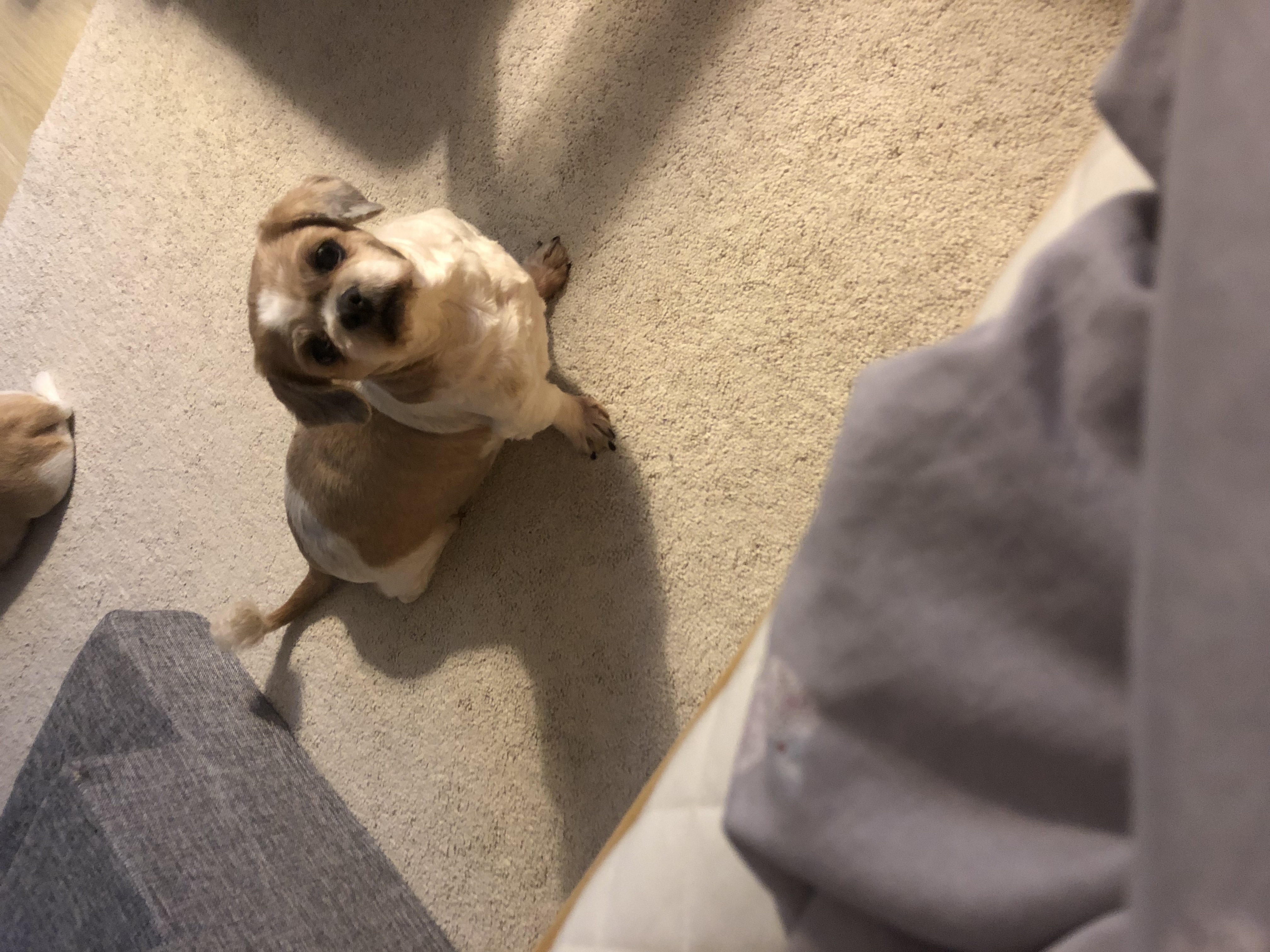 영천 번식장 탱자 탱구 3년 입양후기