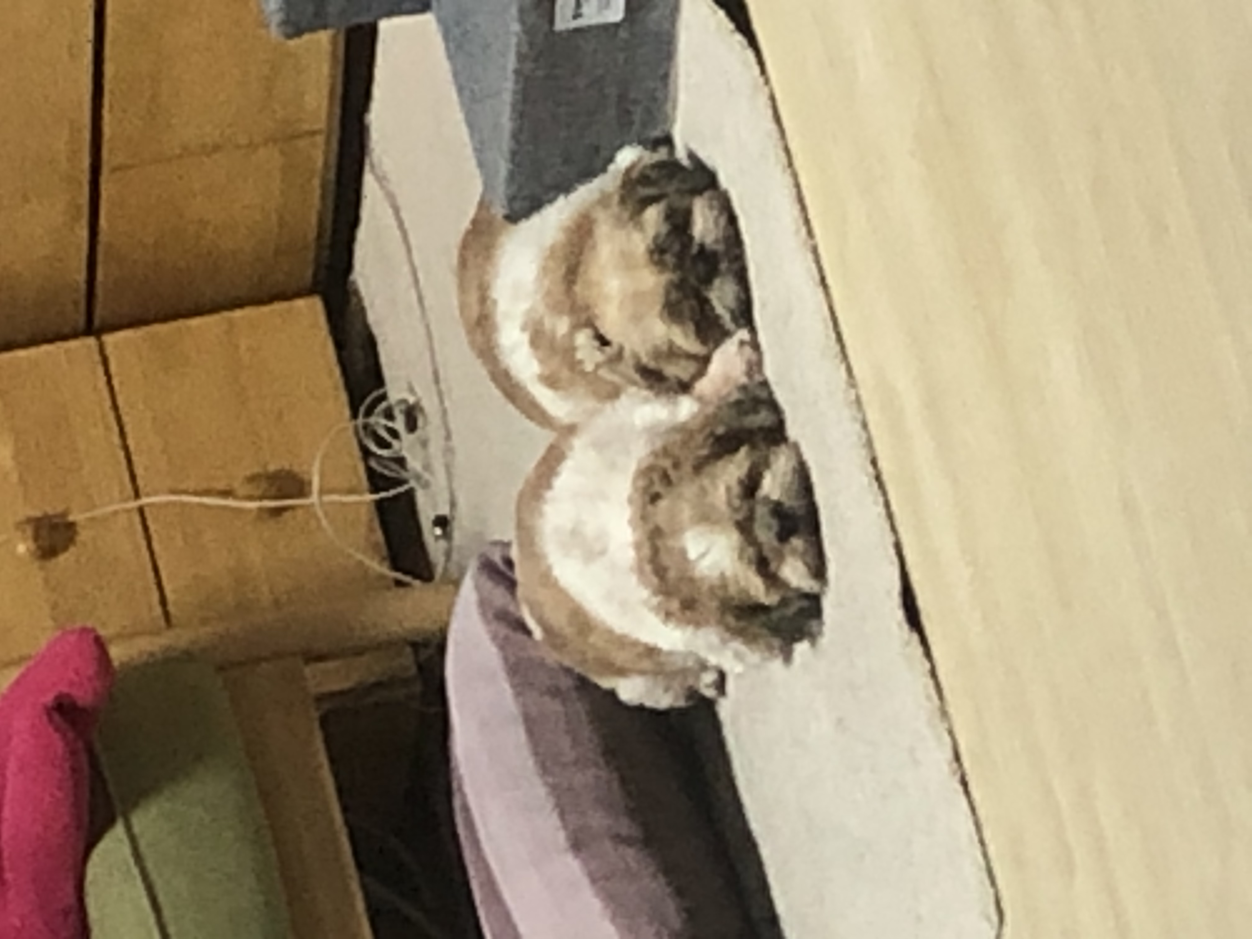 영천 번식장 탱자 탱구 3년 입양후기