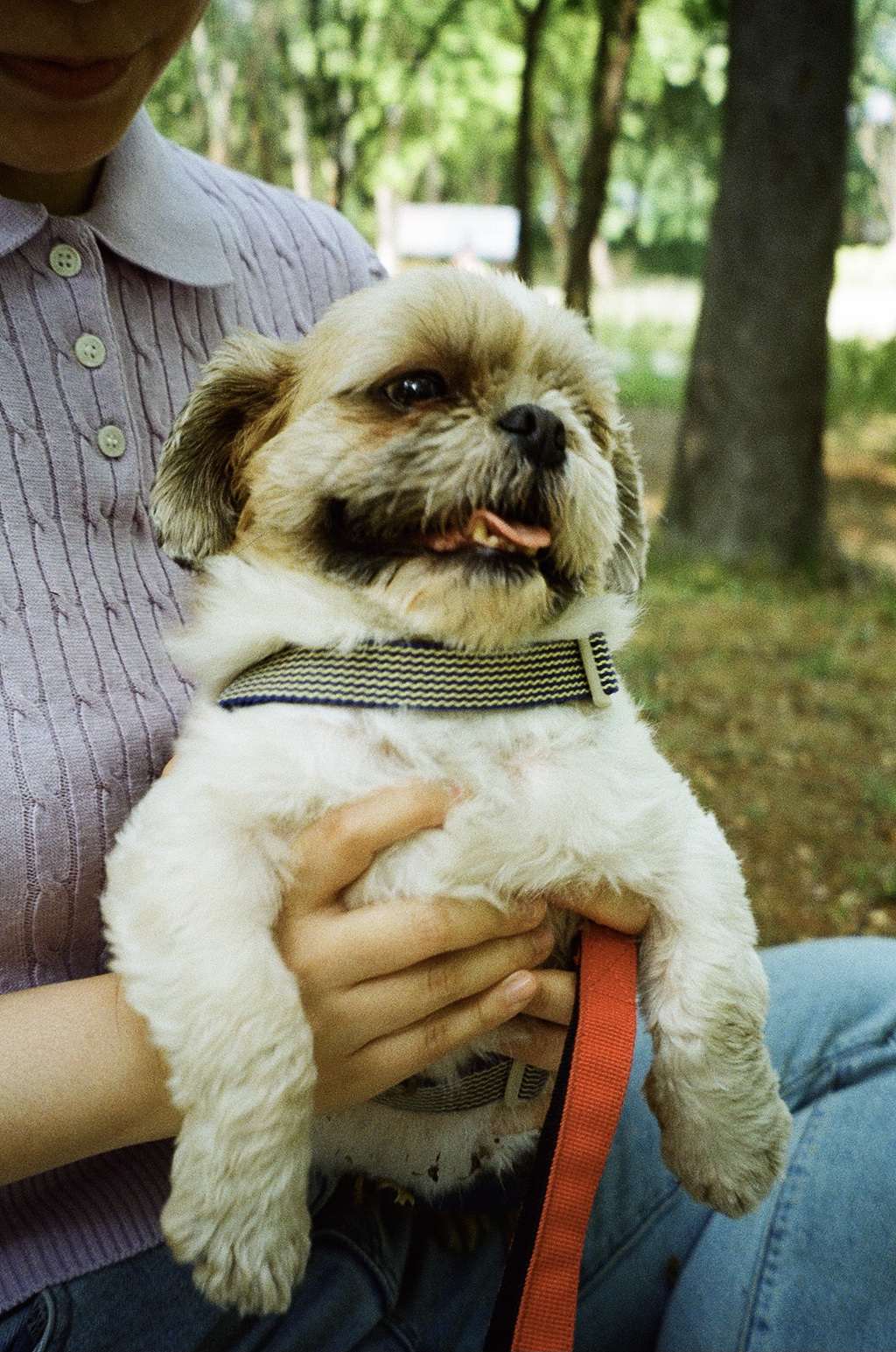 영천 번식장 탱자 탱구 3년 입양후기
