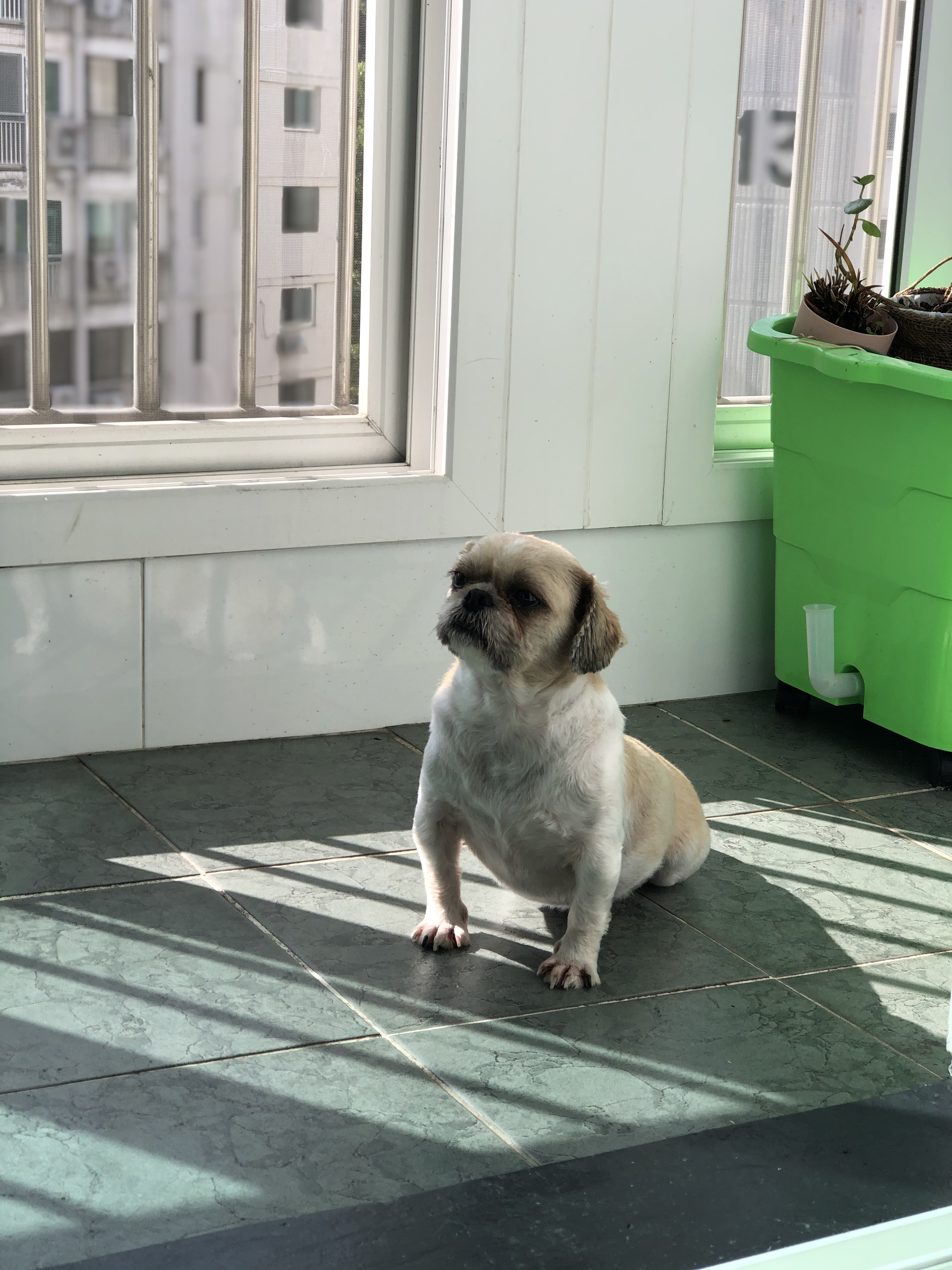 영천 번식장 탱자 탱구 3년 입양후기