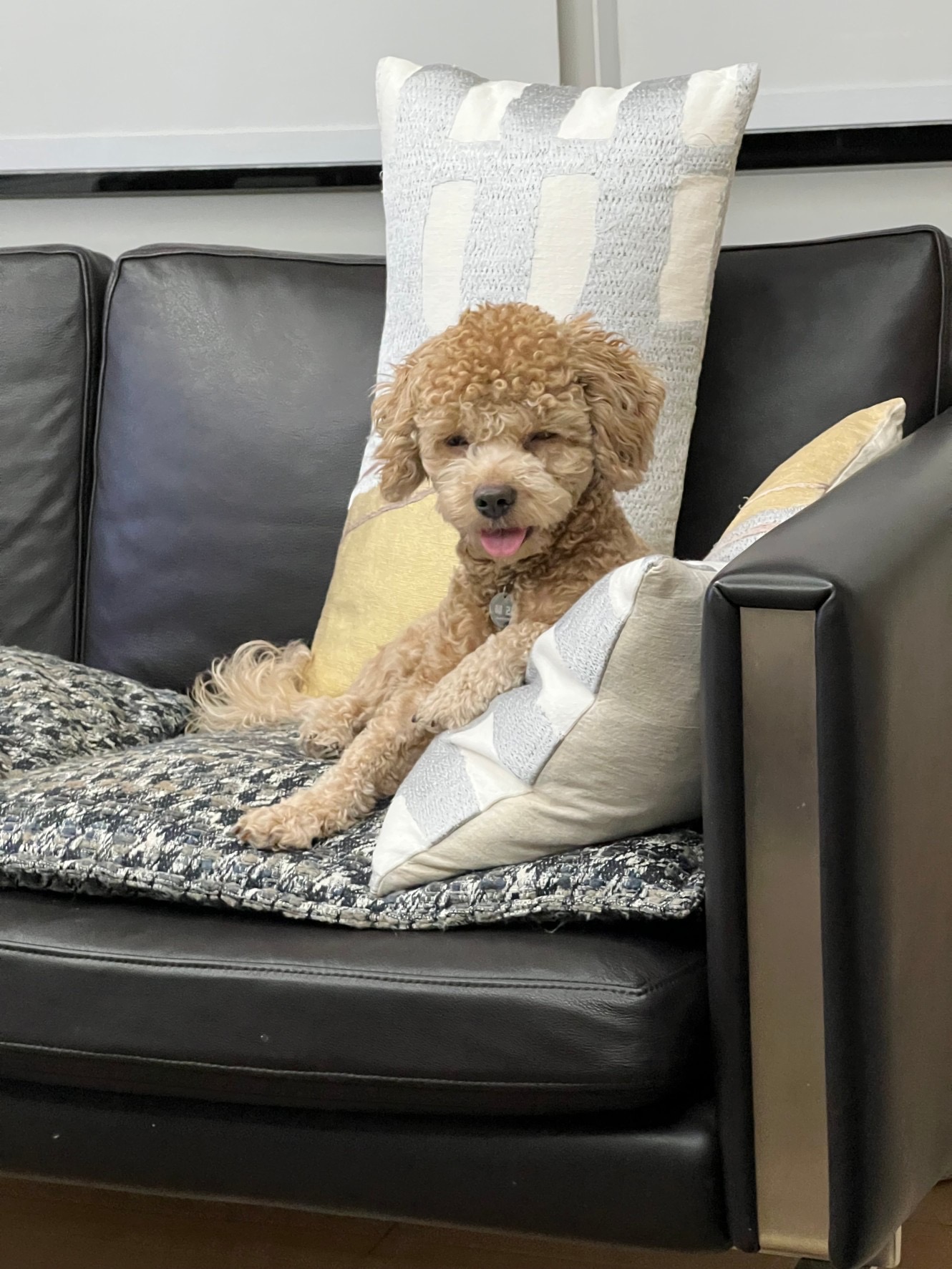 해리입양 7일차 이야기에요~