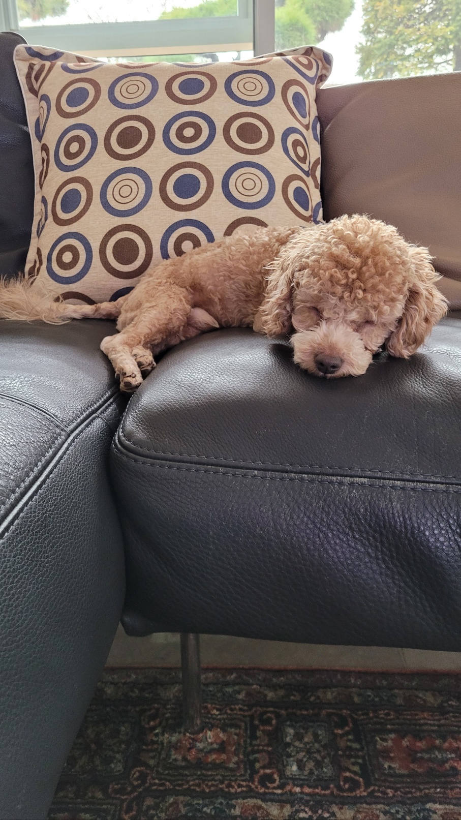 해리입양 7일차 이야기에요~