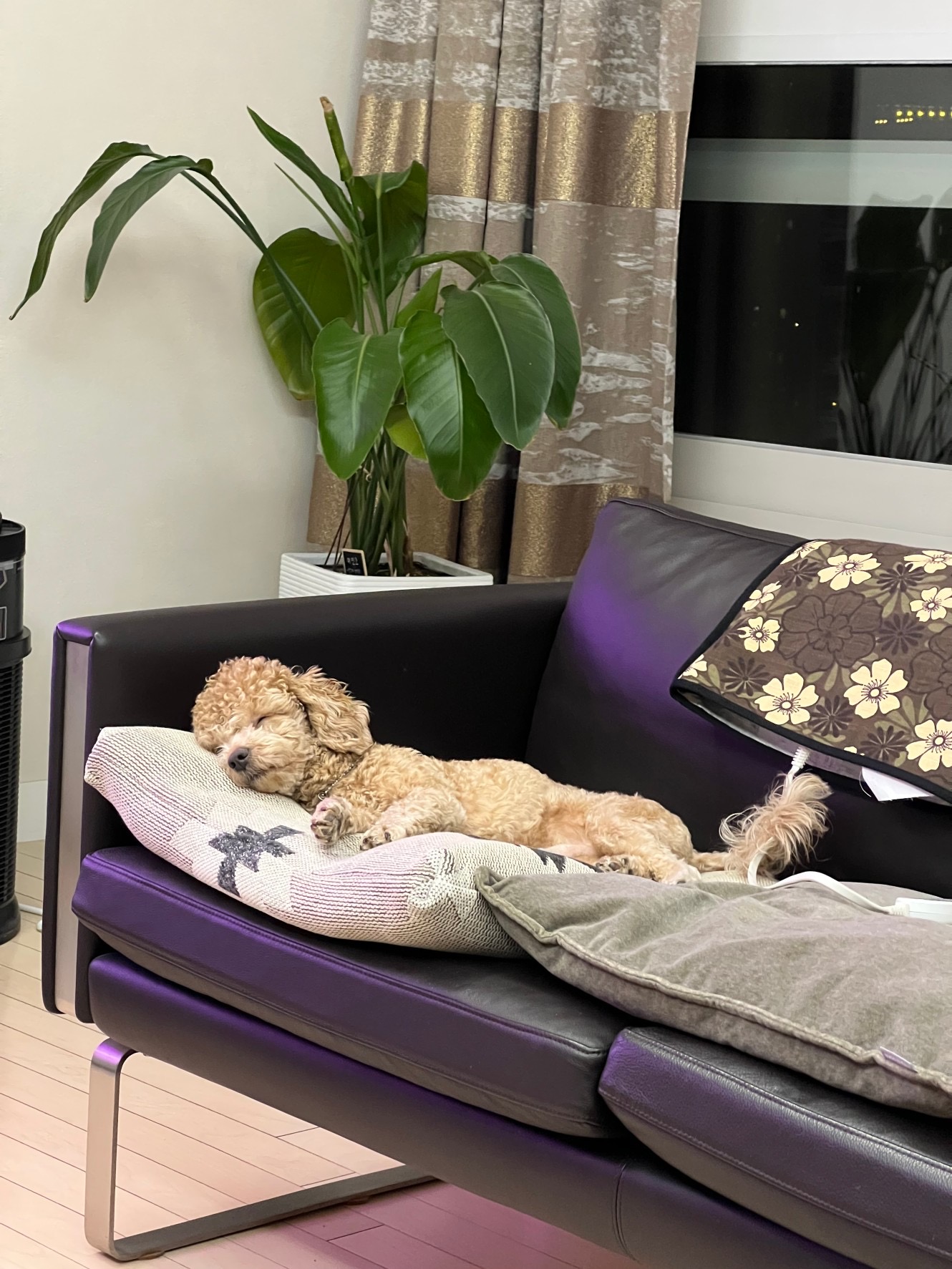 해리입양 7일차 이야기에요~