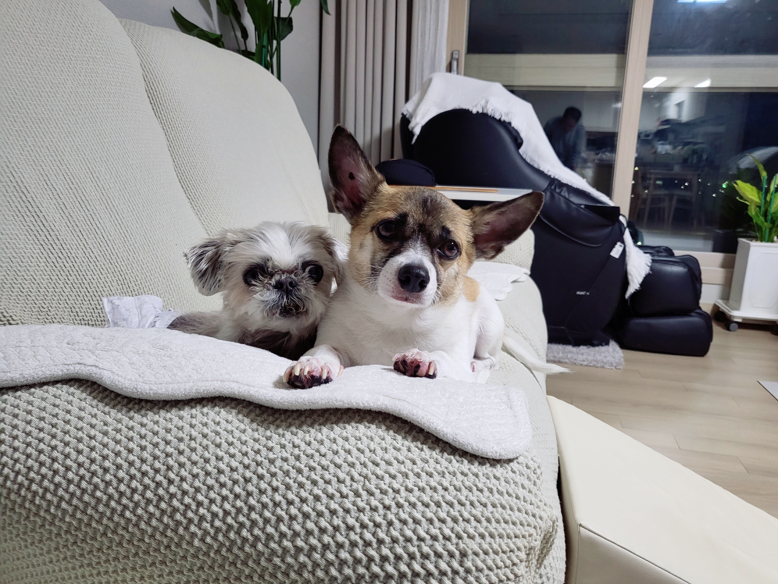 율무, 수수(춘식이) 딱 일주일 됐네요