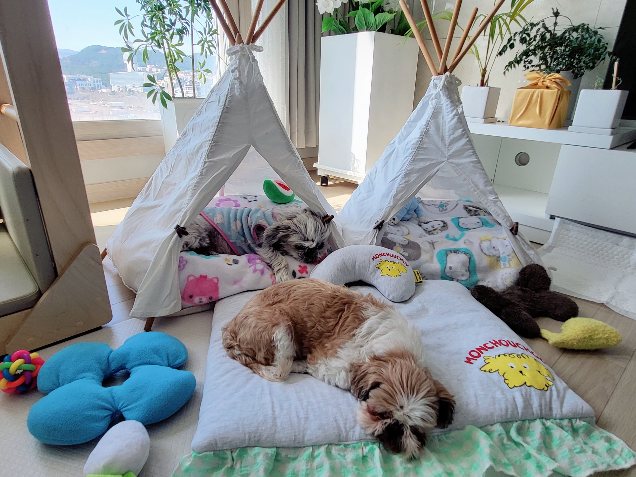 율무, 수수(춘식이) 딱 일주일 됐네요