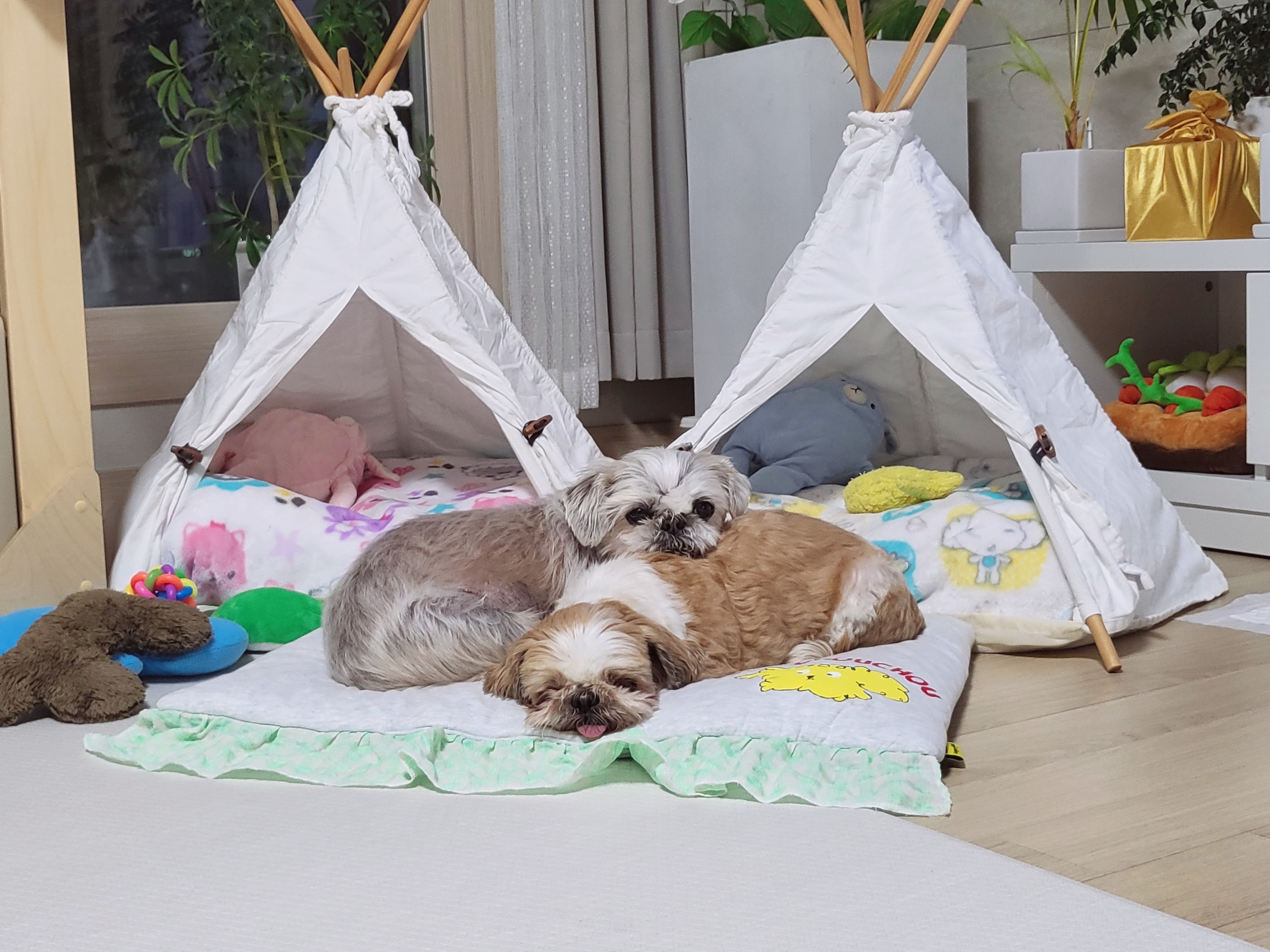 율무, 수수(춘식이) 딱 일주일 됐네요