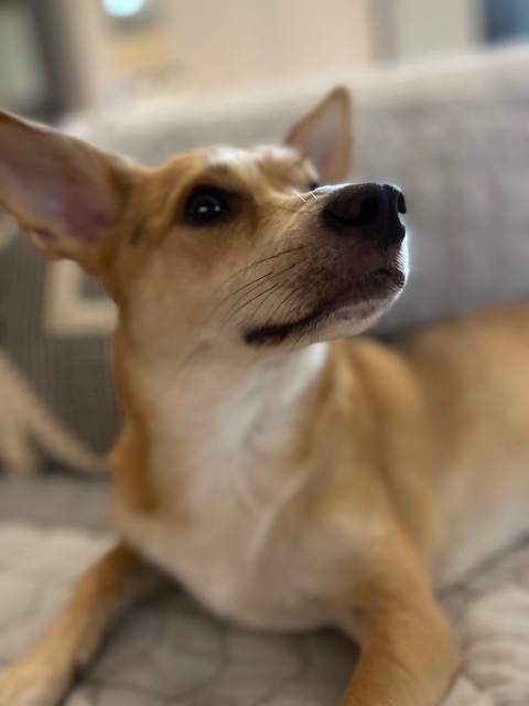 마초와 함께한 2년 (마무자견)