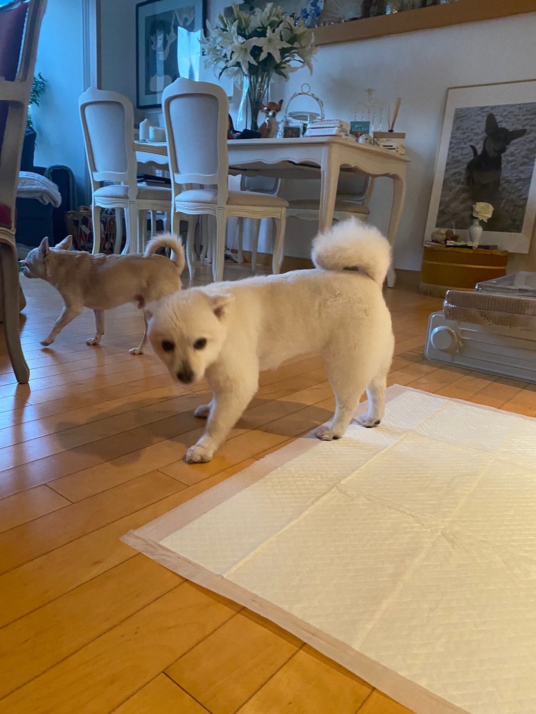 오즈 네티 잘있어요