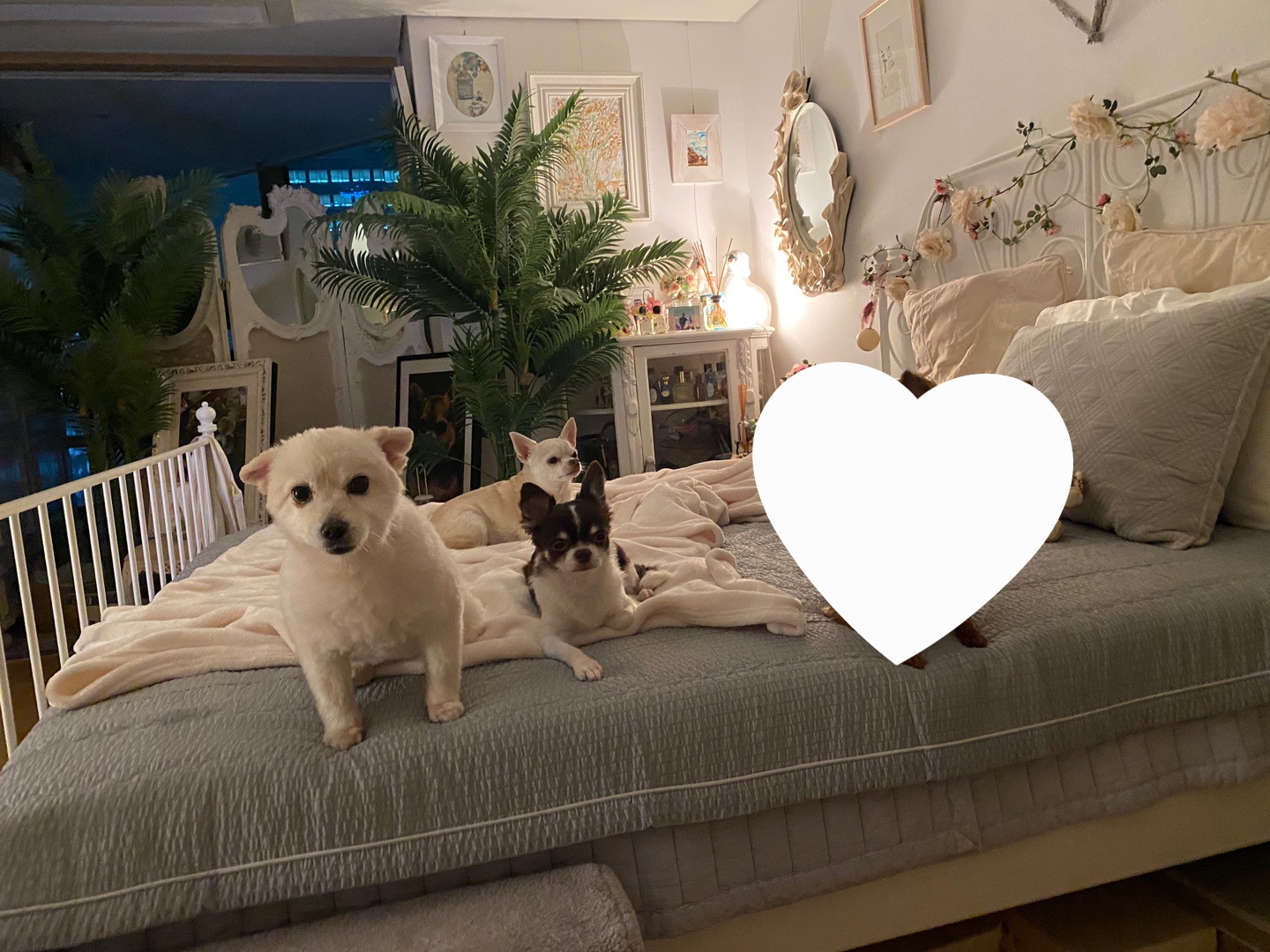 오즈 네티 잘있어요