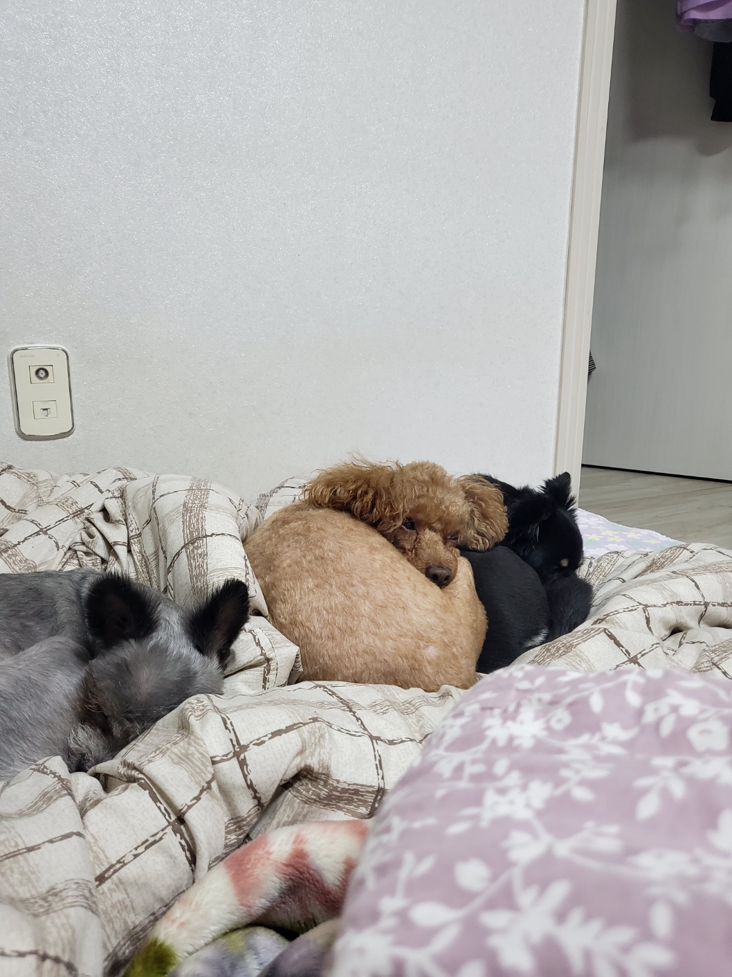 하루(해랑) 2년 입양 이야기를 전해드립니다.