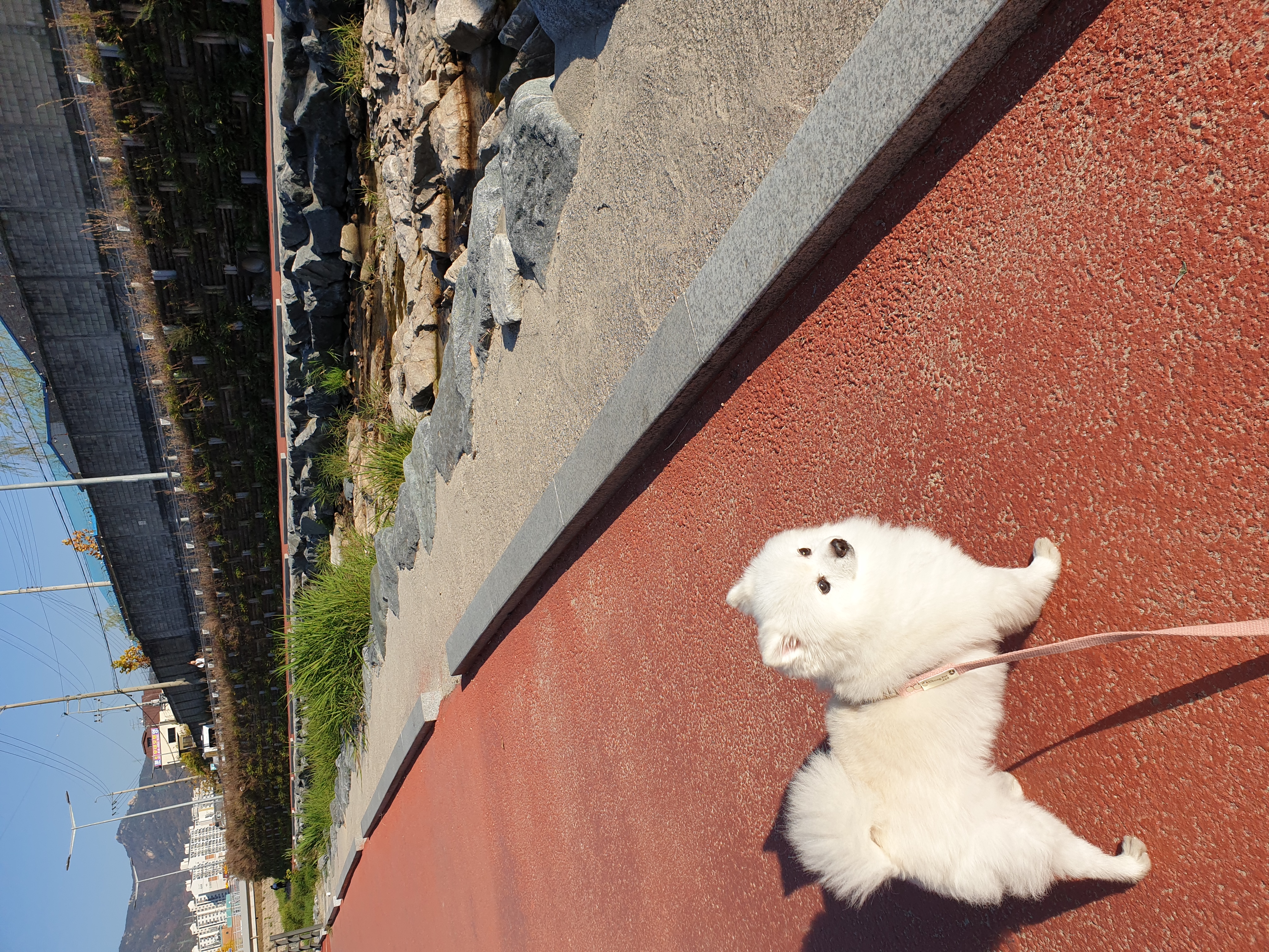 만두(아라)와 1년후기