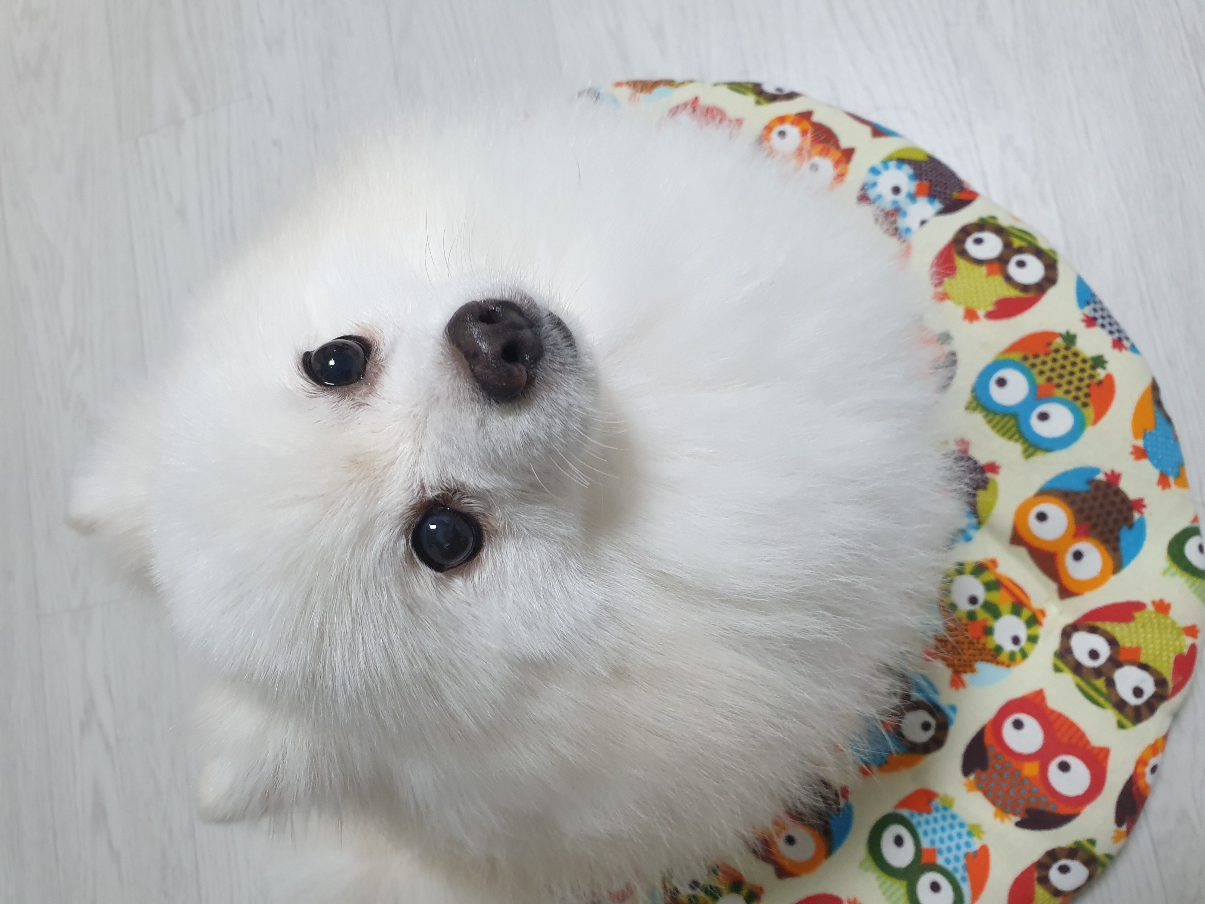 만두(아라)와 1년후기