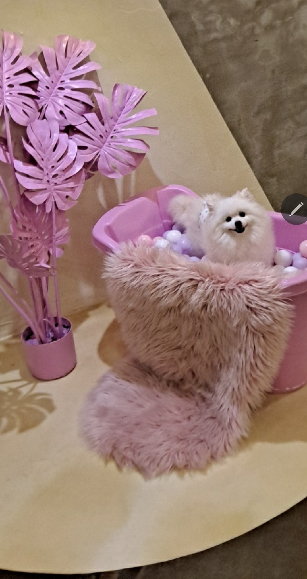 만두(아라)와 1년후기