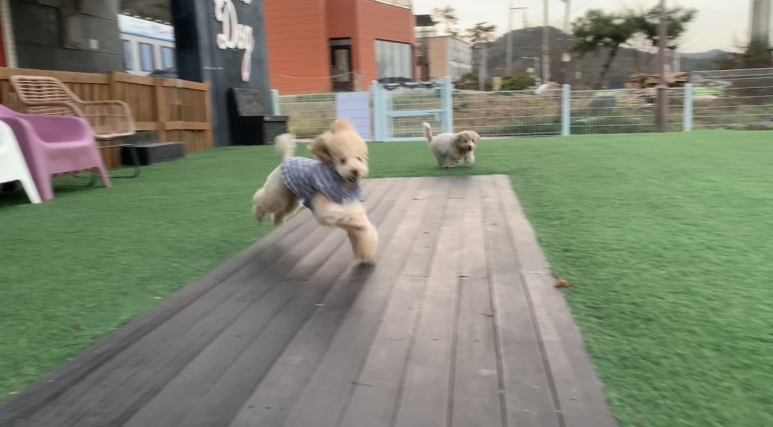 우리 초이랑 함께한 2년!!(곤지암-해삼)