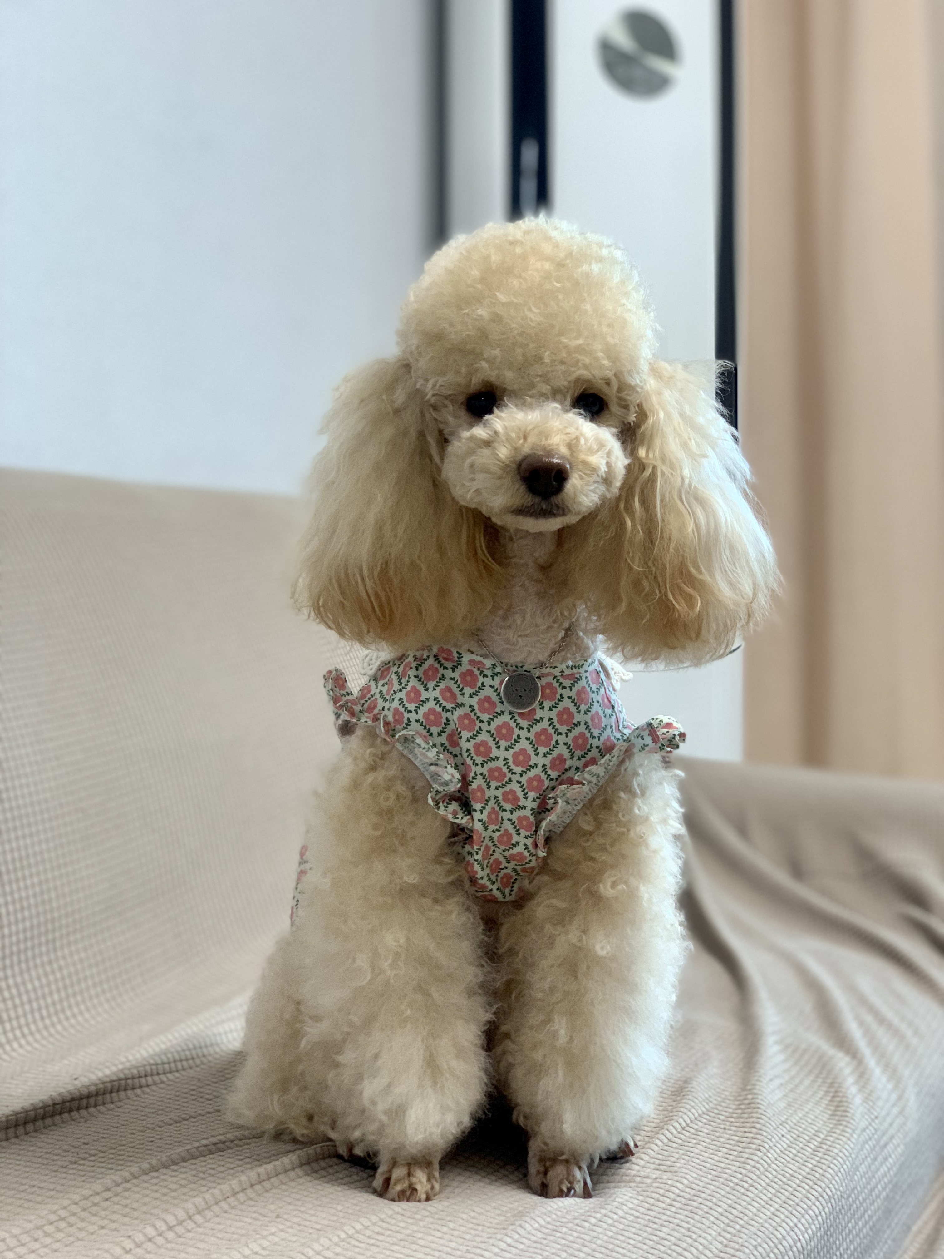 우리 초이랑 함께한 2년!!(곤지암-해삼)