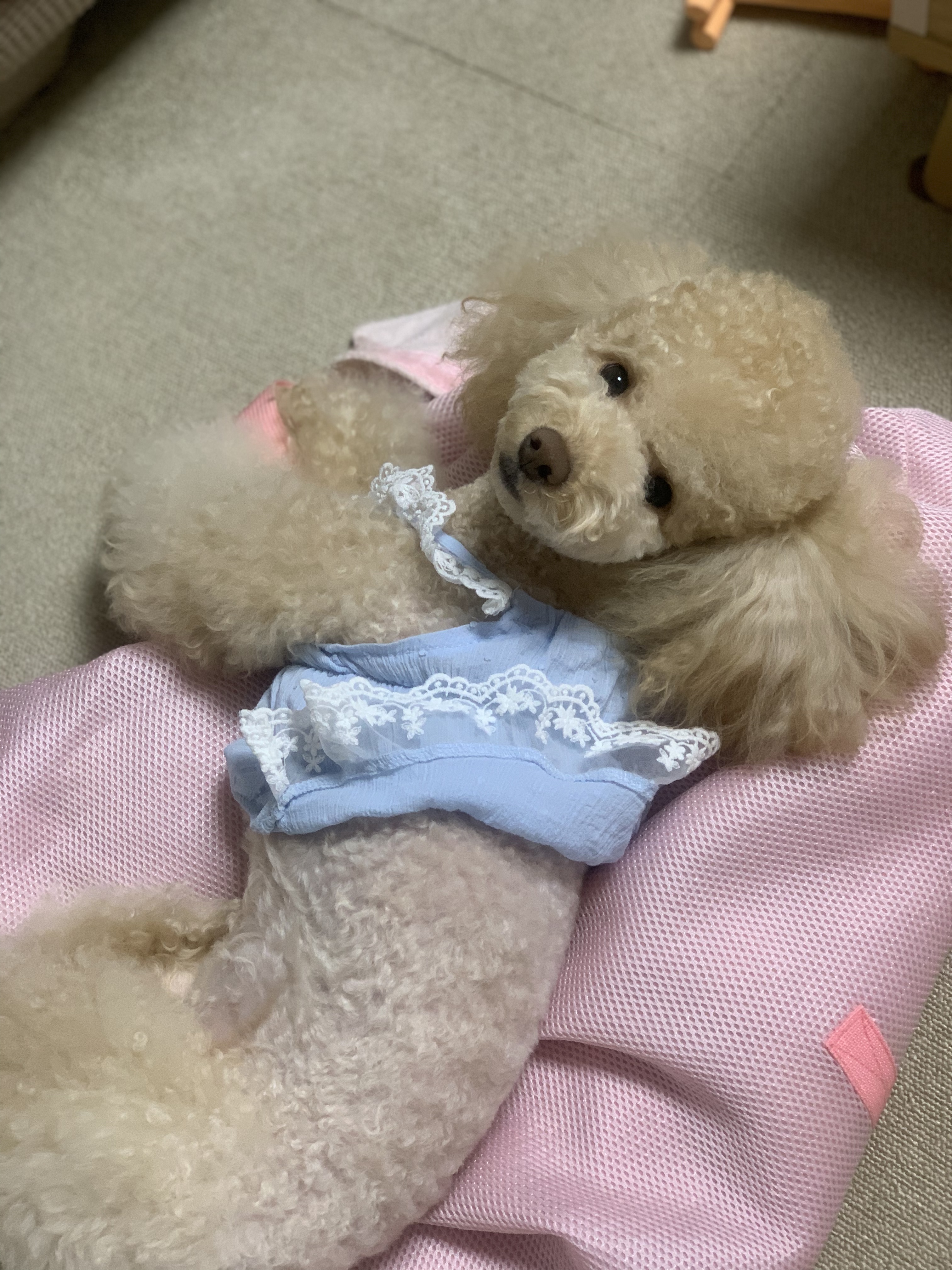 우리 초이랑 함께한 2년!!(곤지암-해삼)