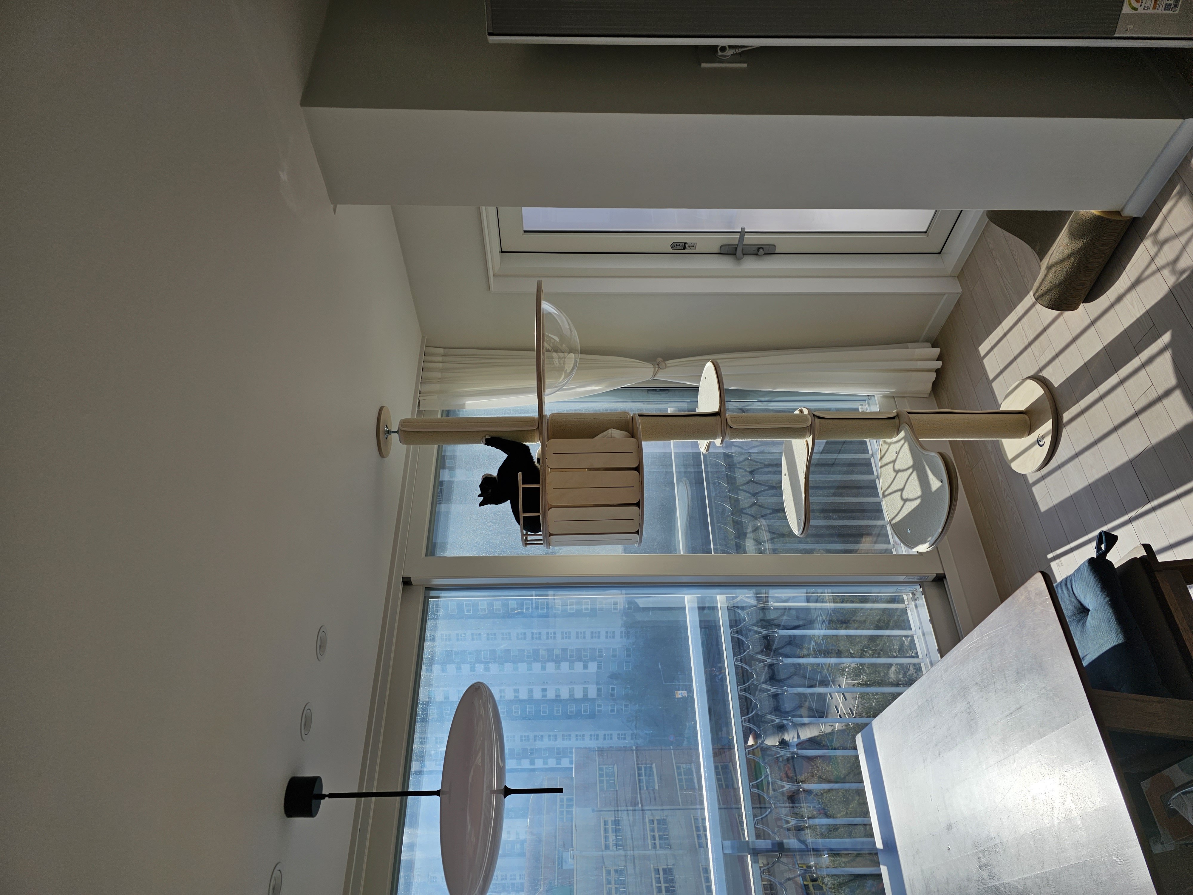 허밍이 입양 한달차