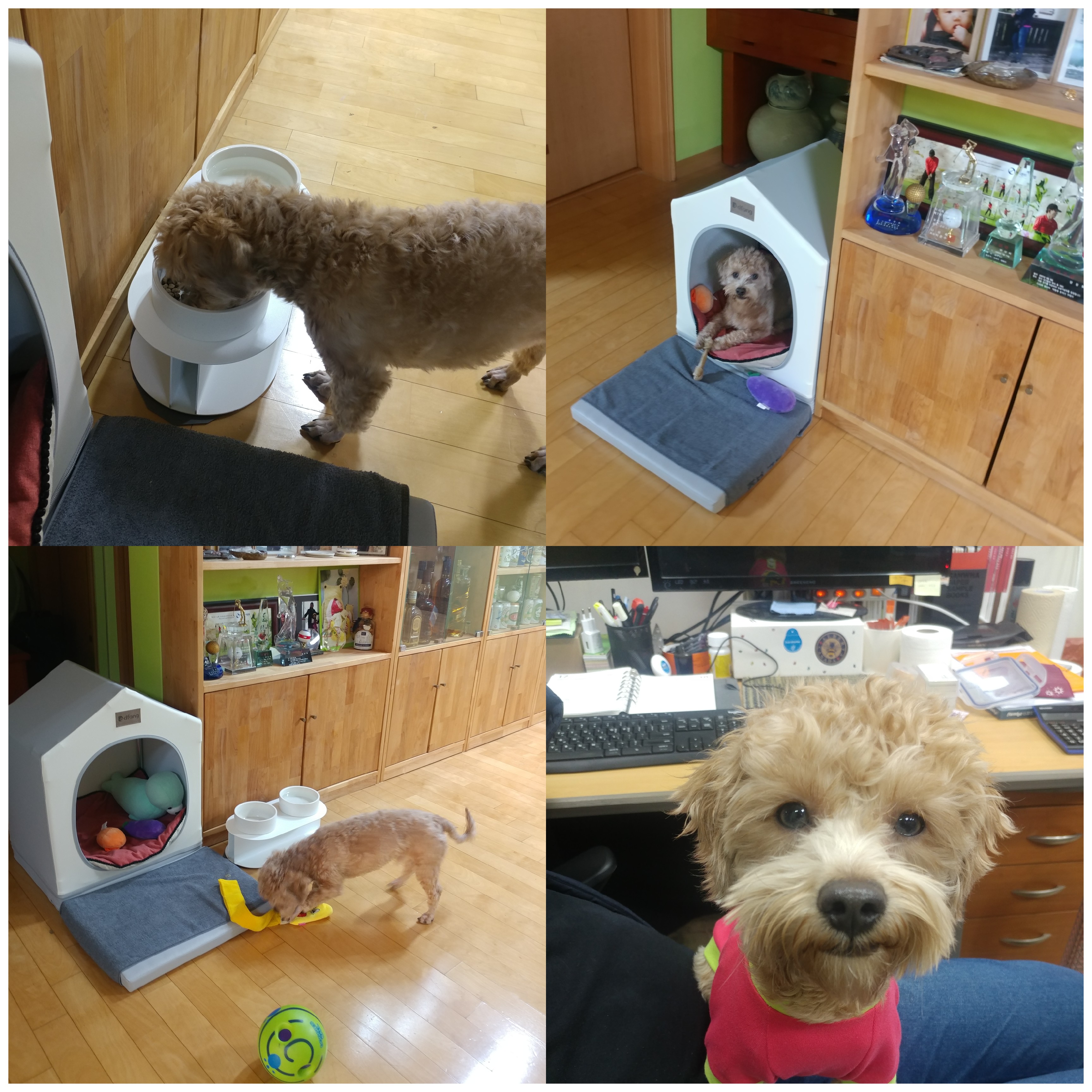 론이(모아) 입양 7일차 이야기