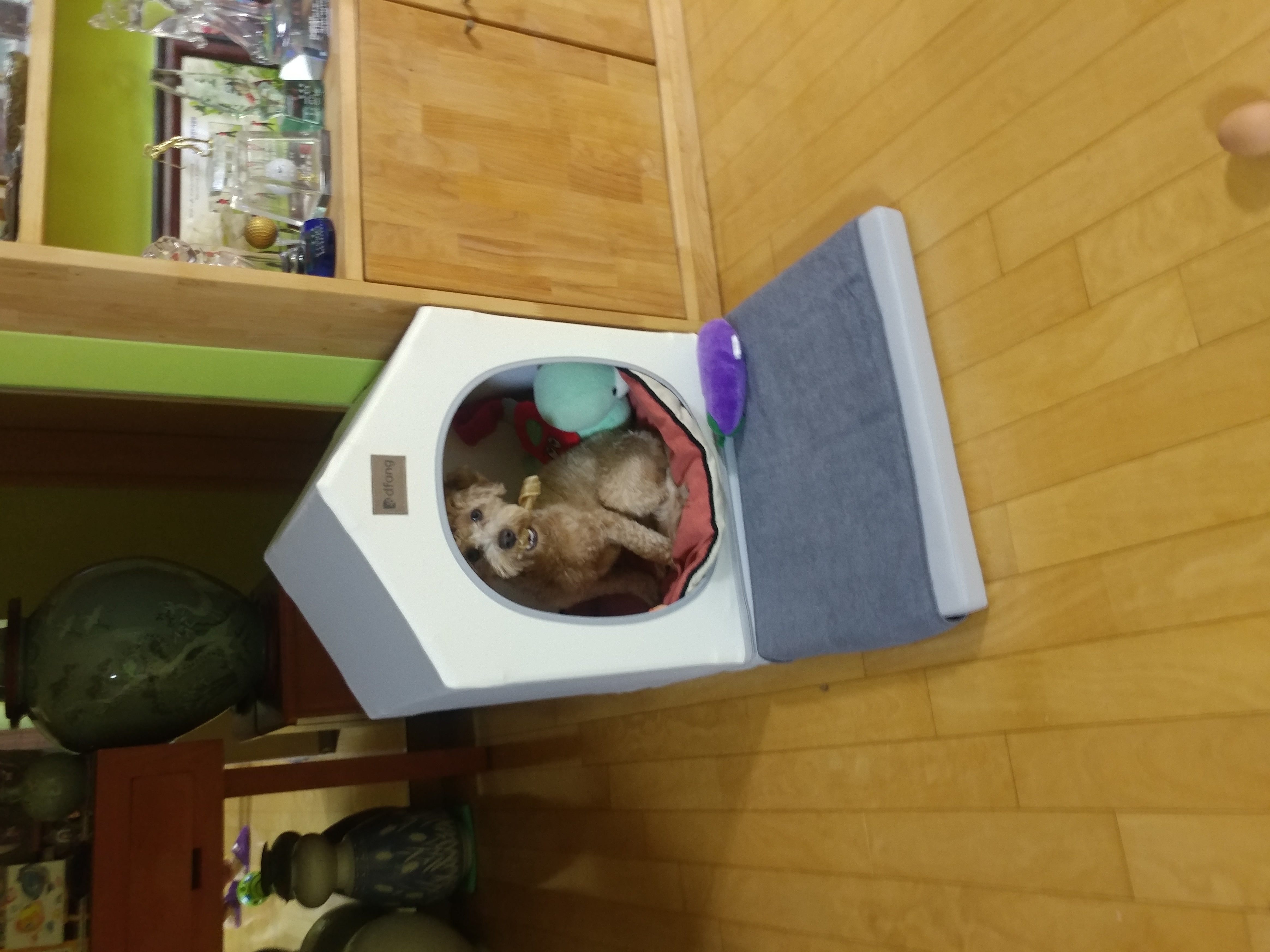 론이(모아) 입양 7일차 이야기