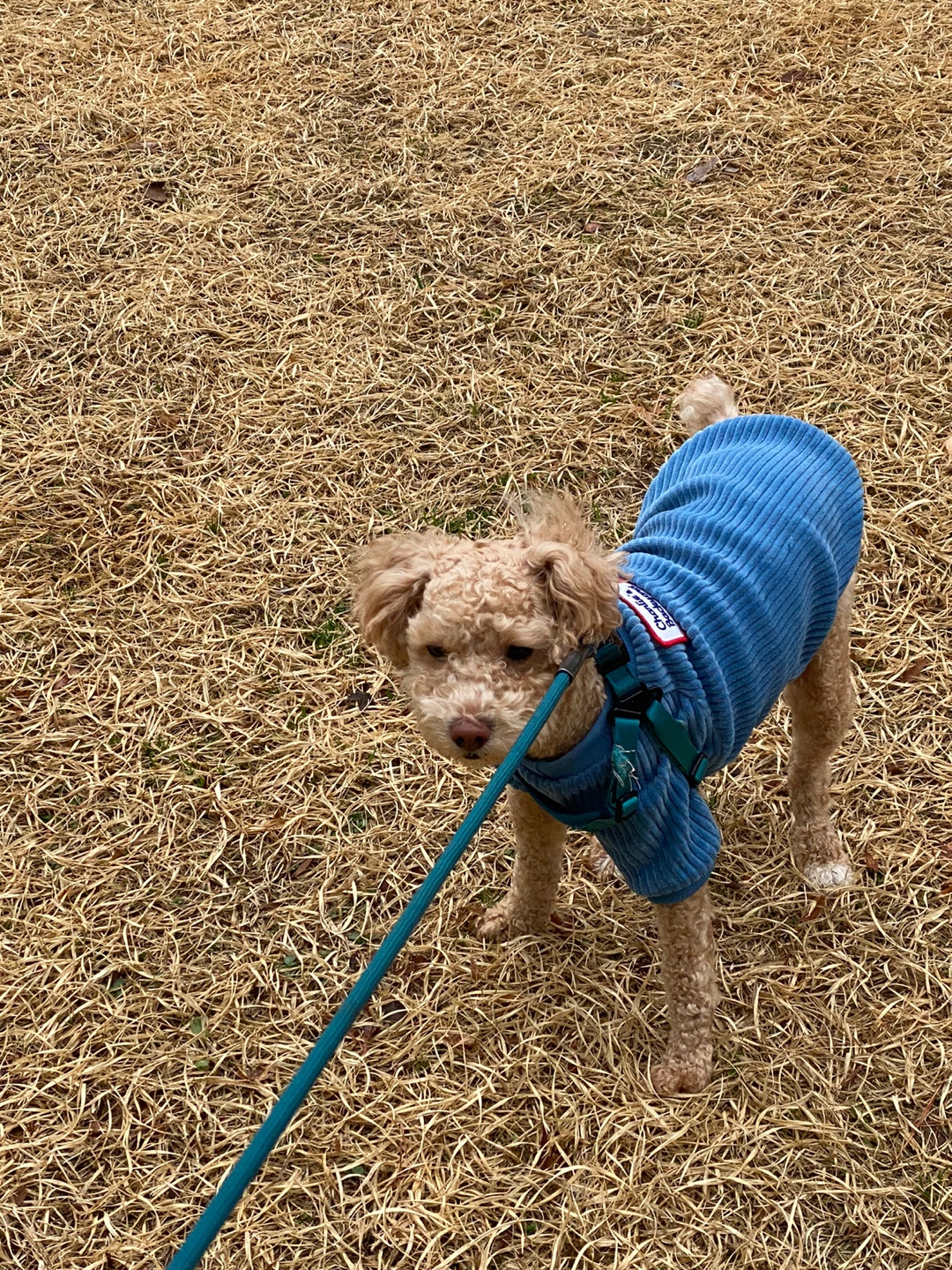 랑이(곤지암 해사) 입양 2년차 입니다.