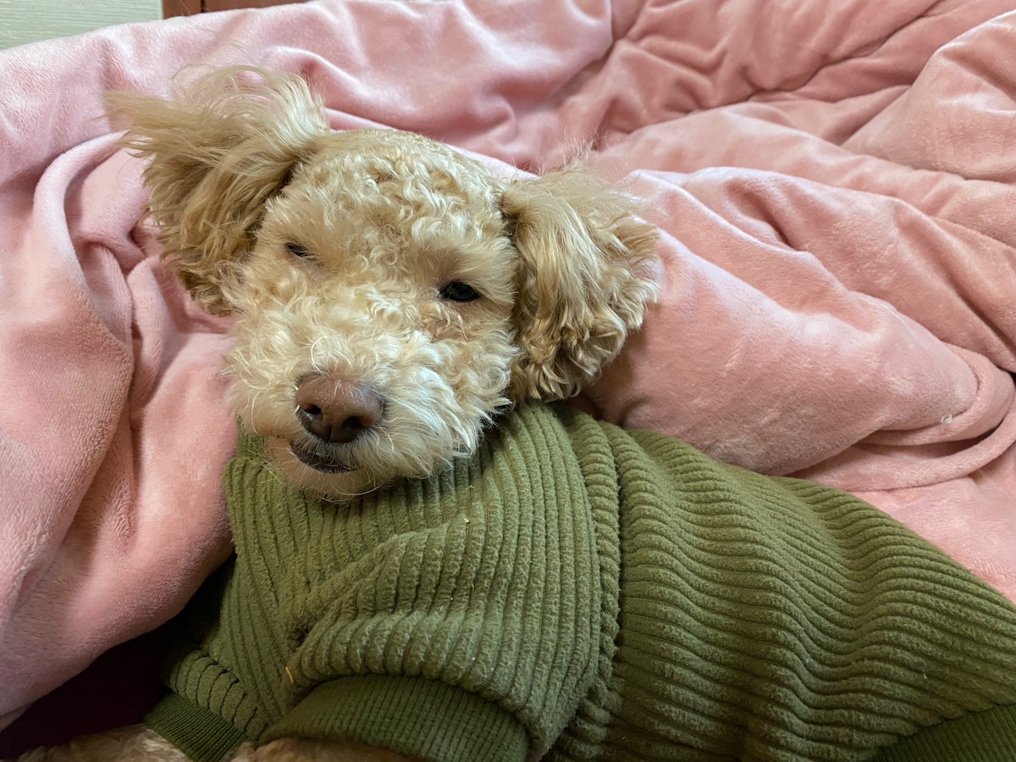 랑이(곤지암 해사) 입양 2년차 입니다.