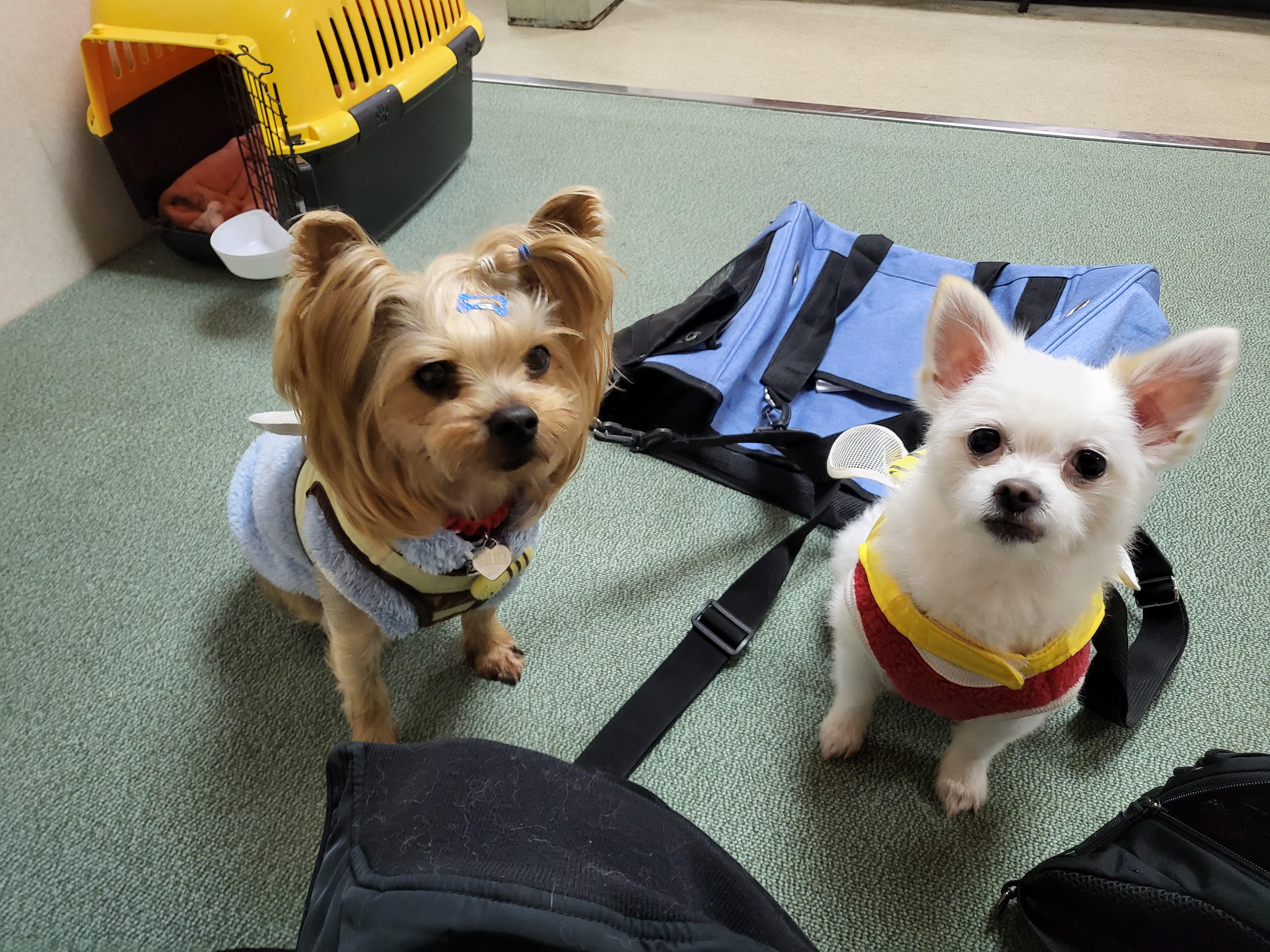 오투(현 설희)의 근황올려요(3달째 임보중)^^