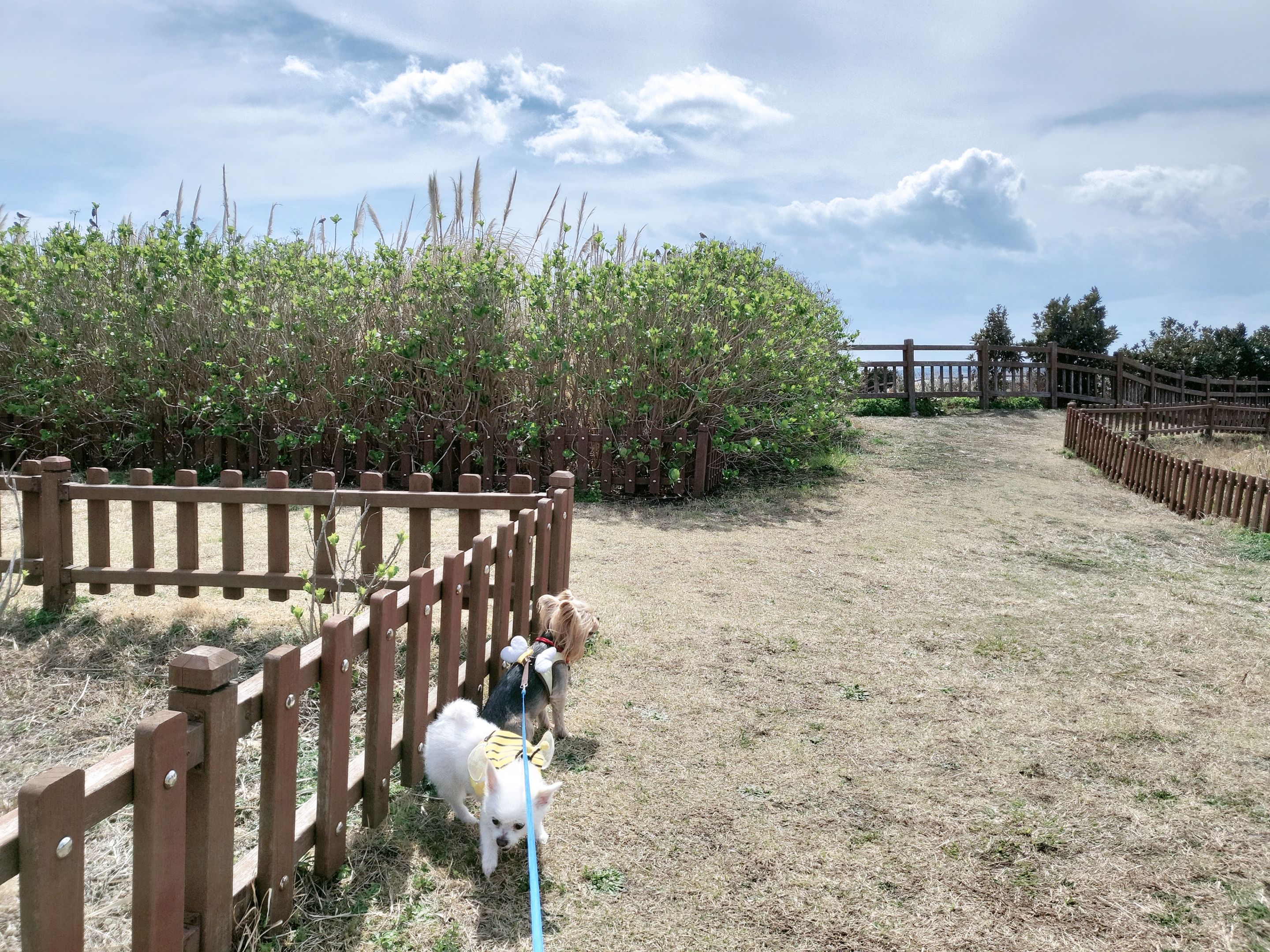 오투(현 설희)의 근황올려요(3달째 임보중)^^