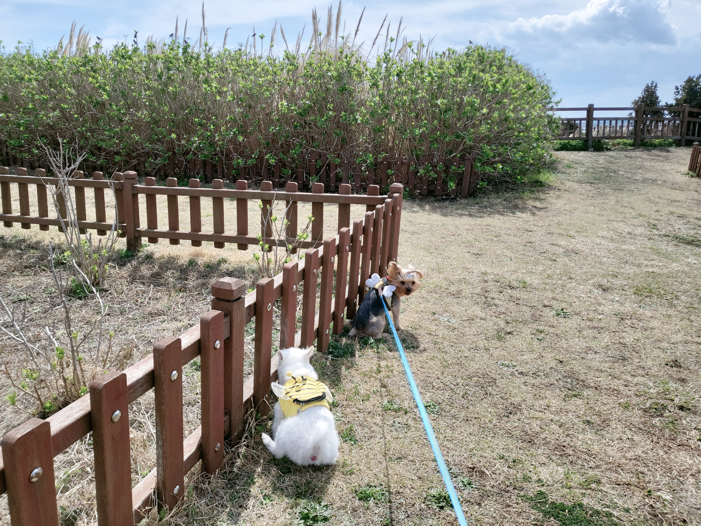 오투(현 설희)의 근황올려요(3달째 임보중)^^