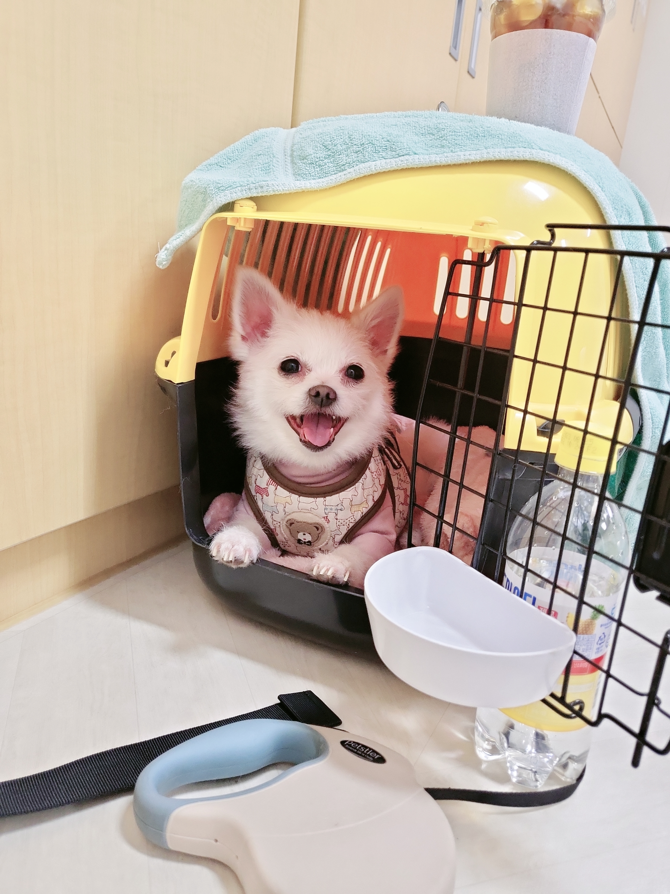 오투(현 설희)의 근황올려요(3달째 임보중)^^