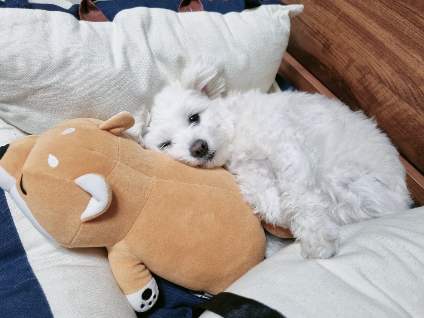 곤지암 그오(봄이) 2년차 입양후기입니다~