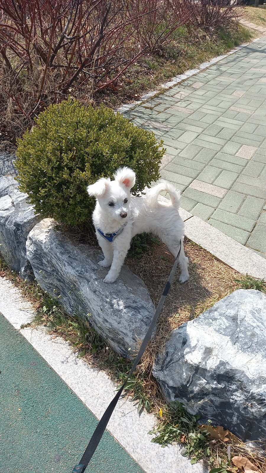 곤지암 그오(봄이) 2년차 입양후기입니다~