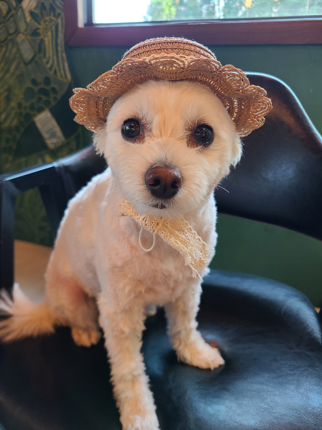 곤지암 그오(봄이) 2년차 입양후기입니다~