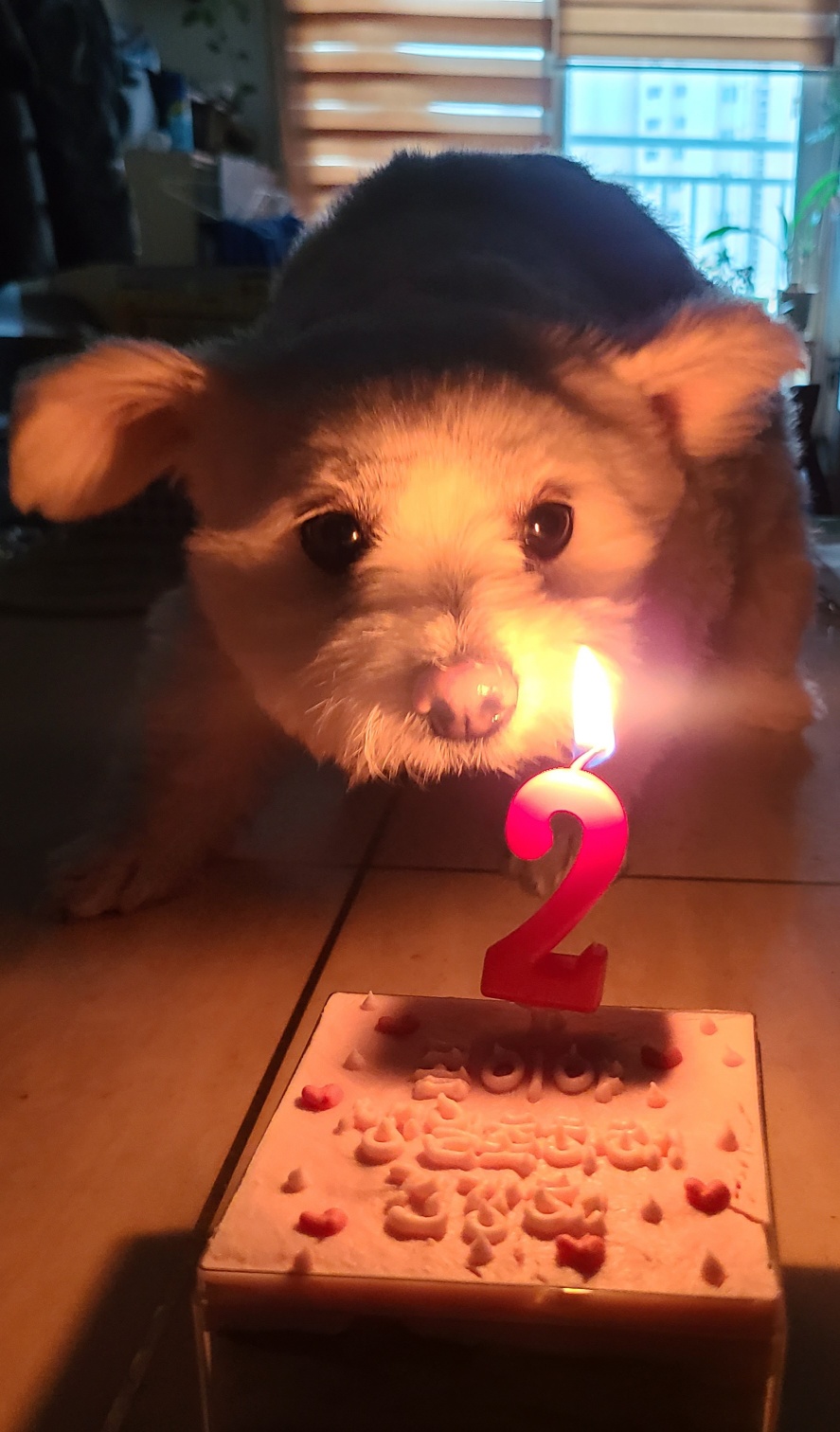 곤지암 그오(봄이) 2년차 입양후기입니다~