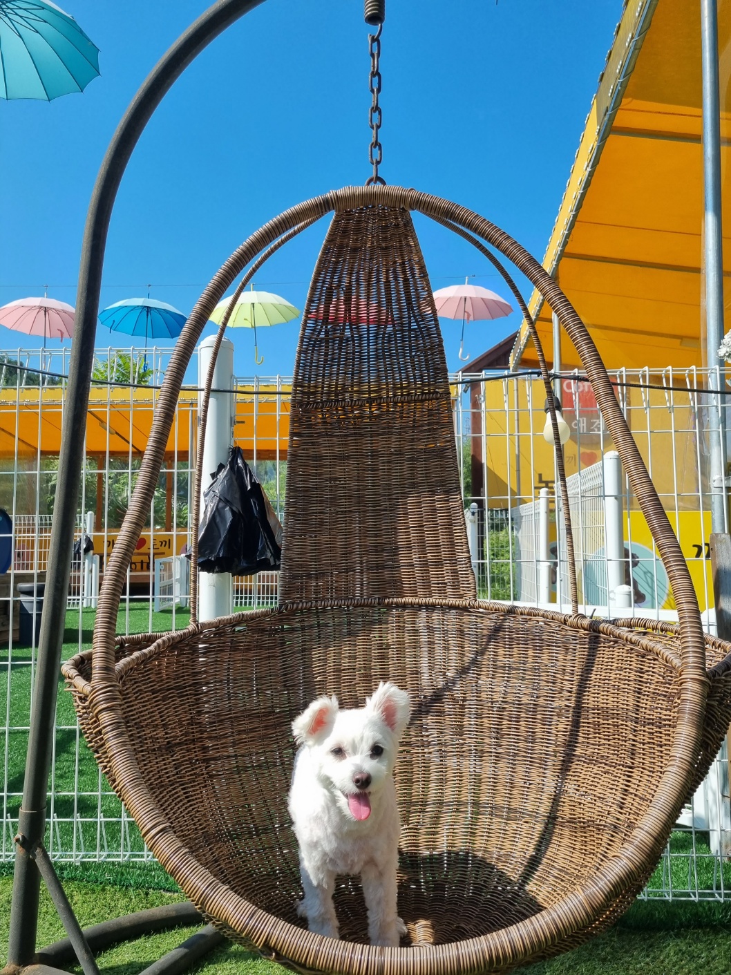 곤지암 그오(봄이) 2년차 입양후기입니다~