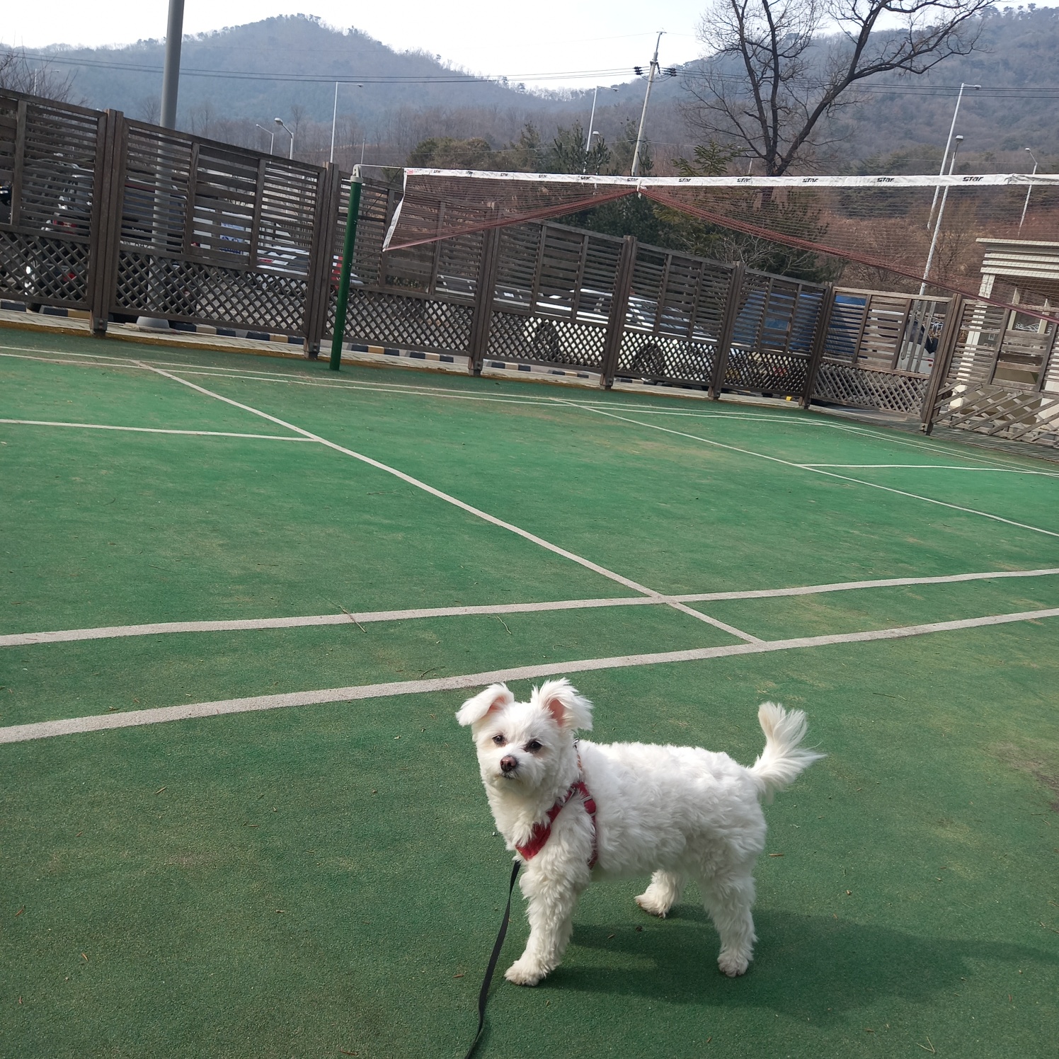 곤지암 그오(봄이) 2년차 입양후기입니다~