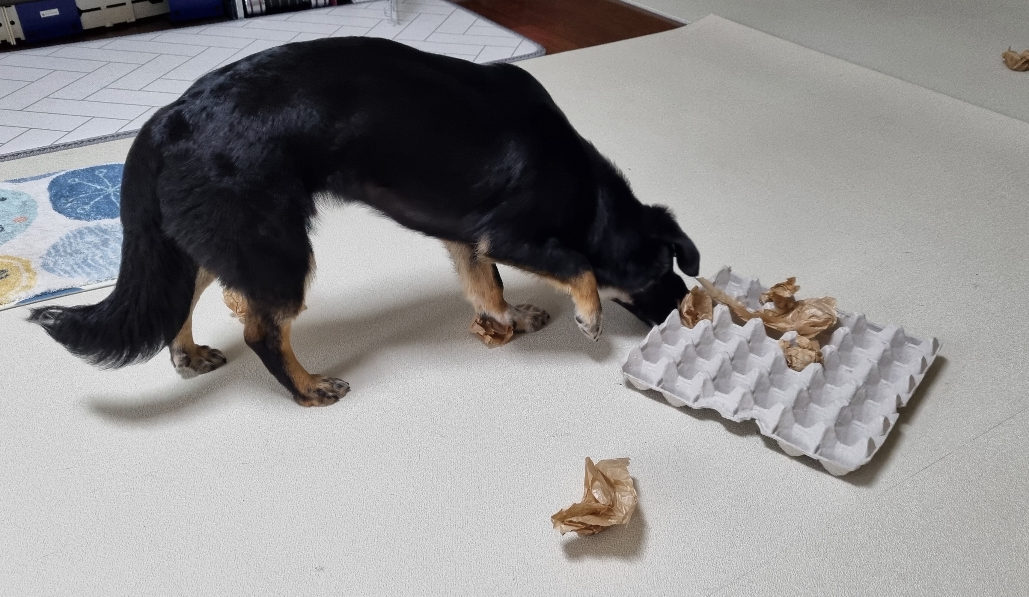 두양이 3개월차 후기입니다 