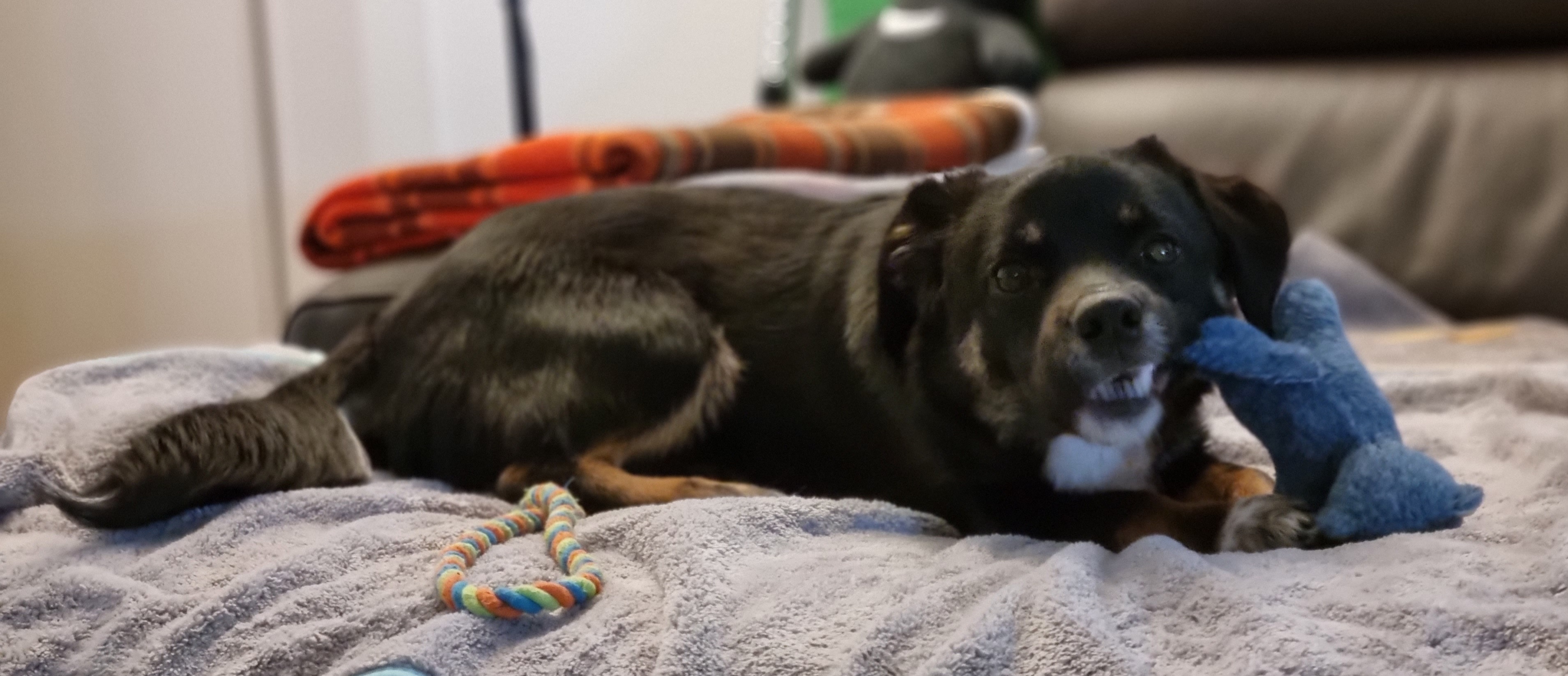 두양이 3개월차 후기입니다 