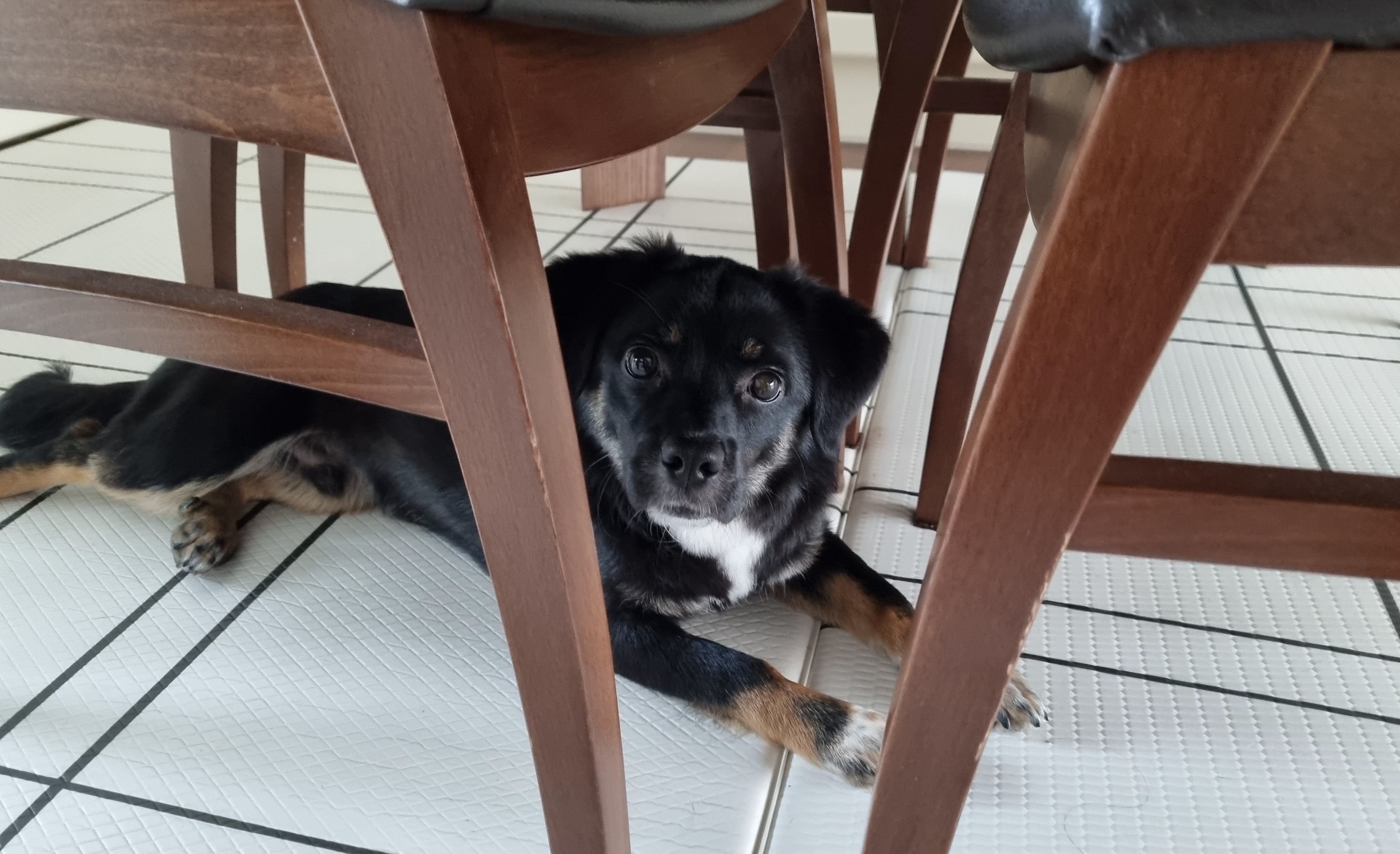 두양이 3개월차 후기입니다 