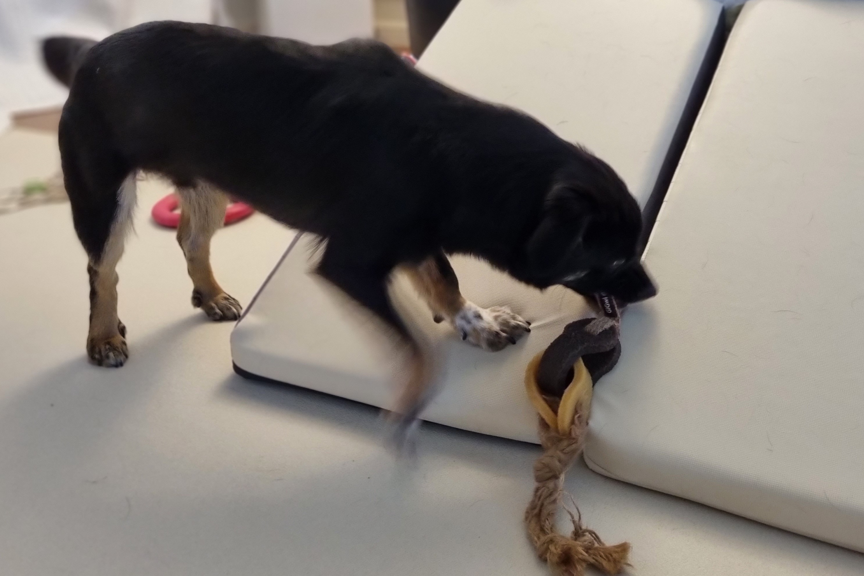 두양이 3개월차 후기입니다 