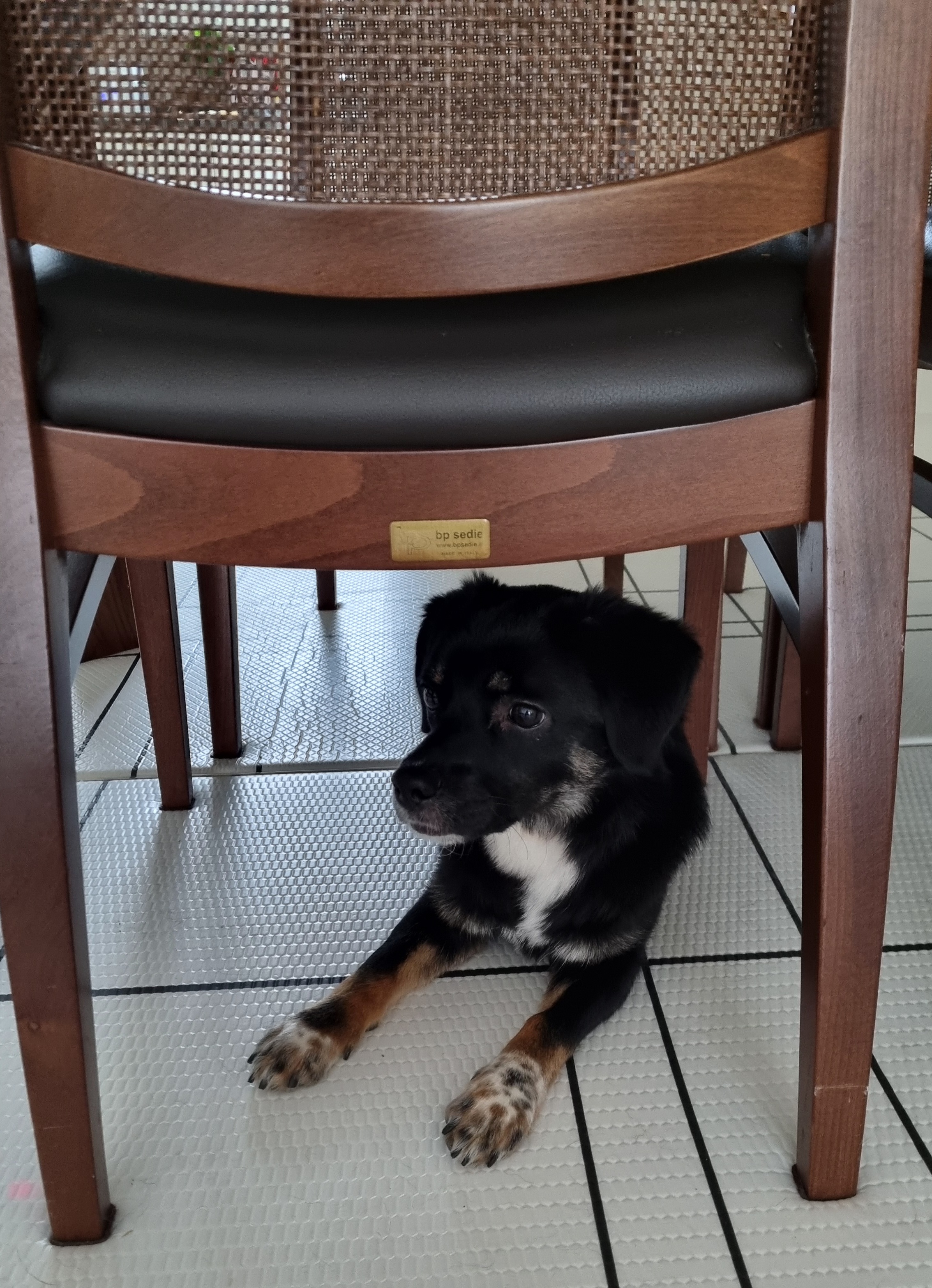 두양이 3개월차 후기입니다 