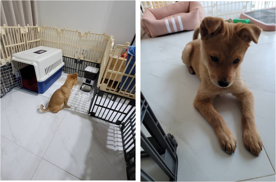 호두(구.오트), 집에 온 지 일주일 된 이야기