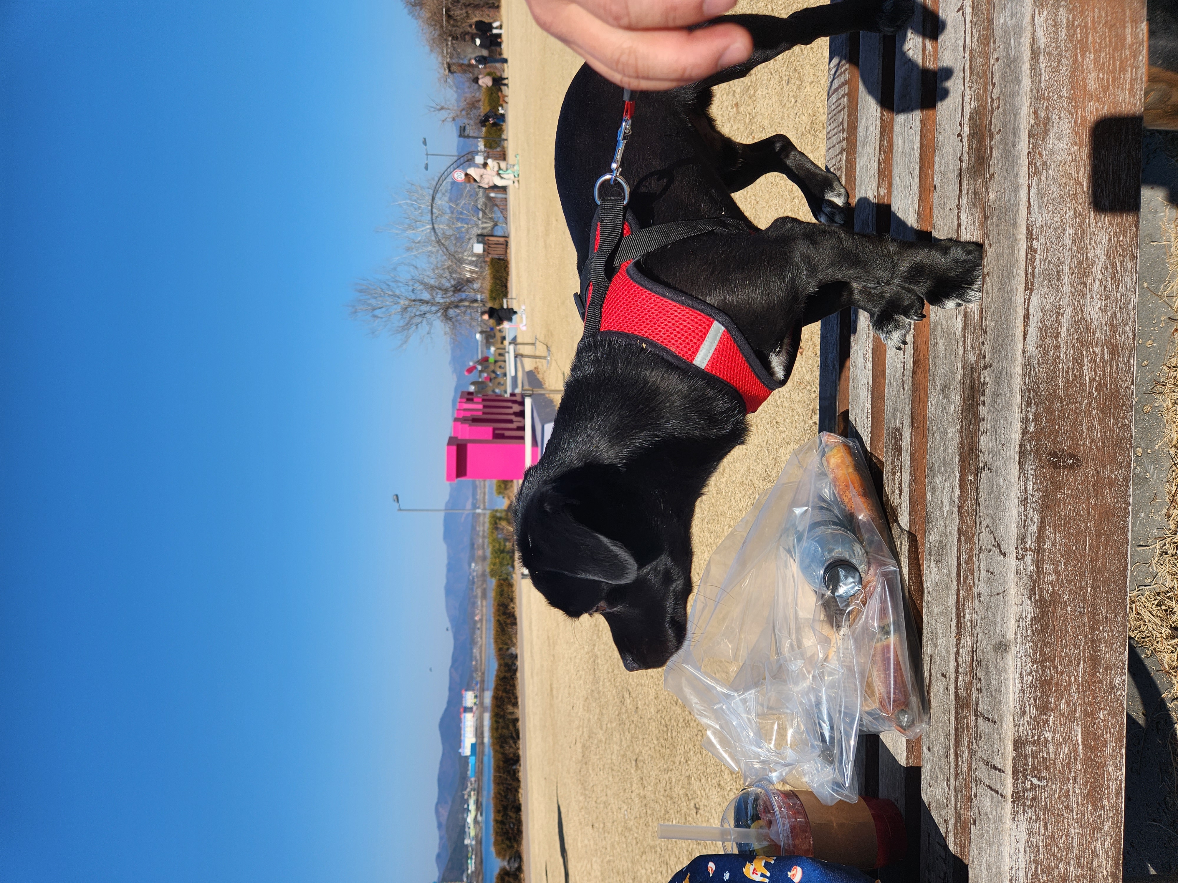 까미(반양이)  10개월 일상