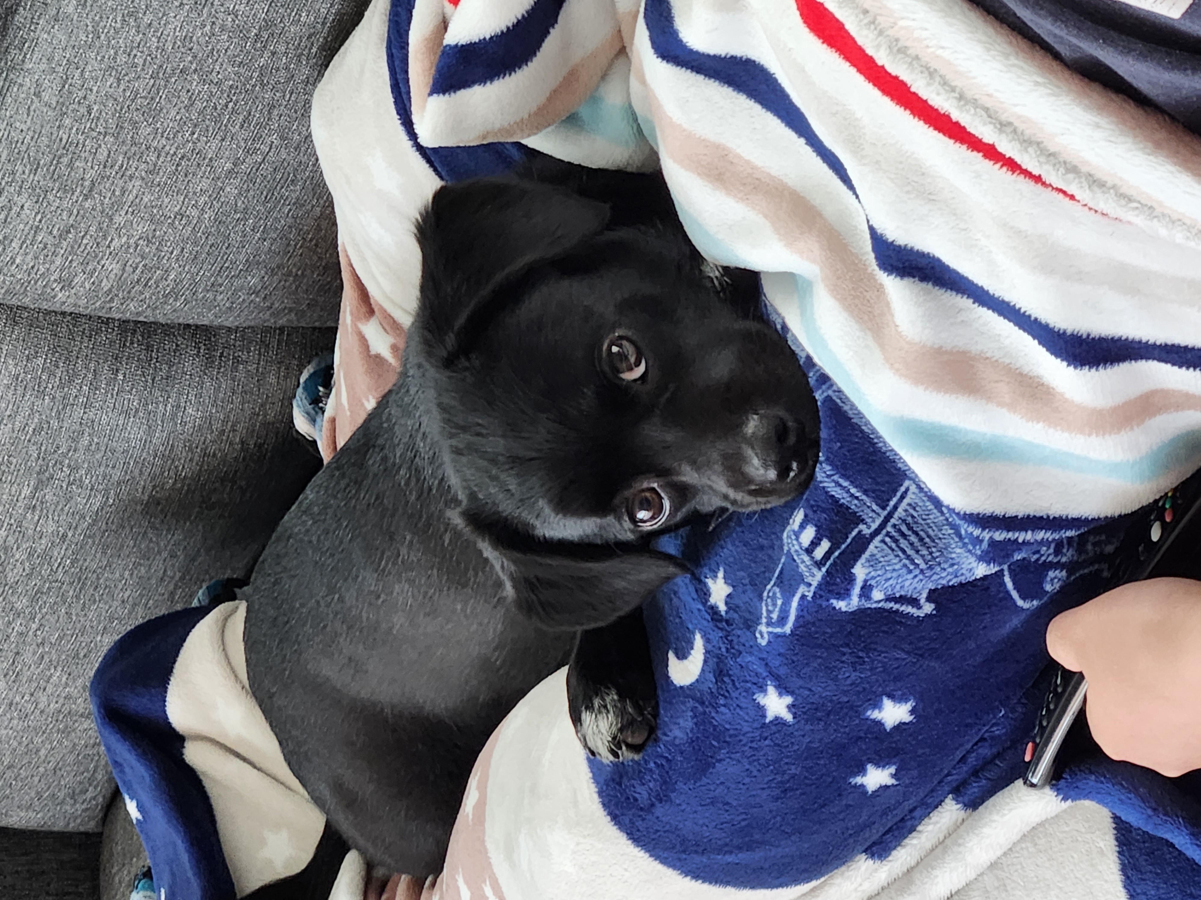 까미(반양이)  10개월 일상