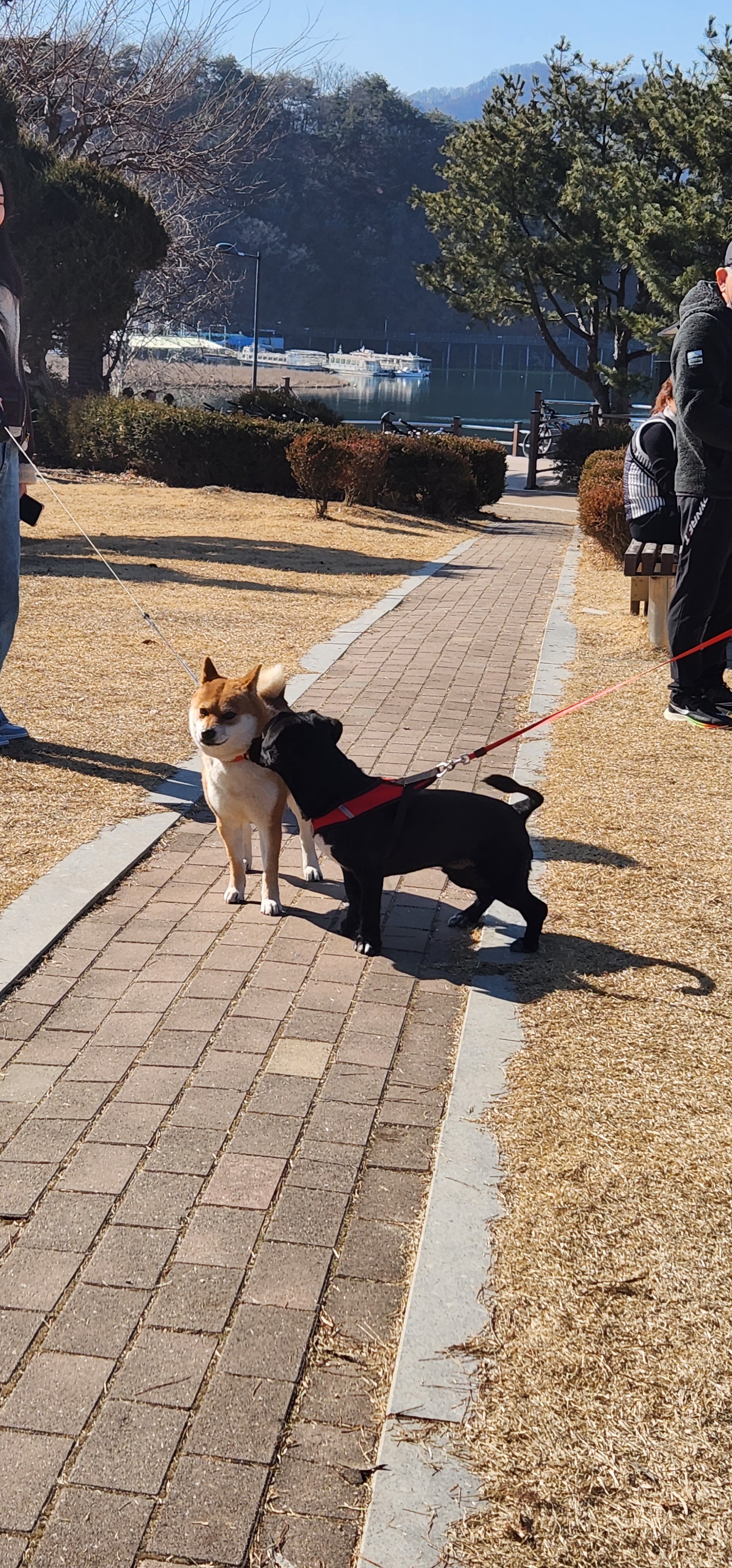 까미(반양이)  10개월 일상
