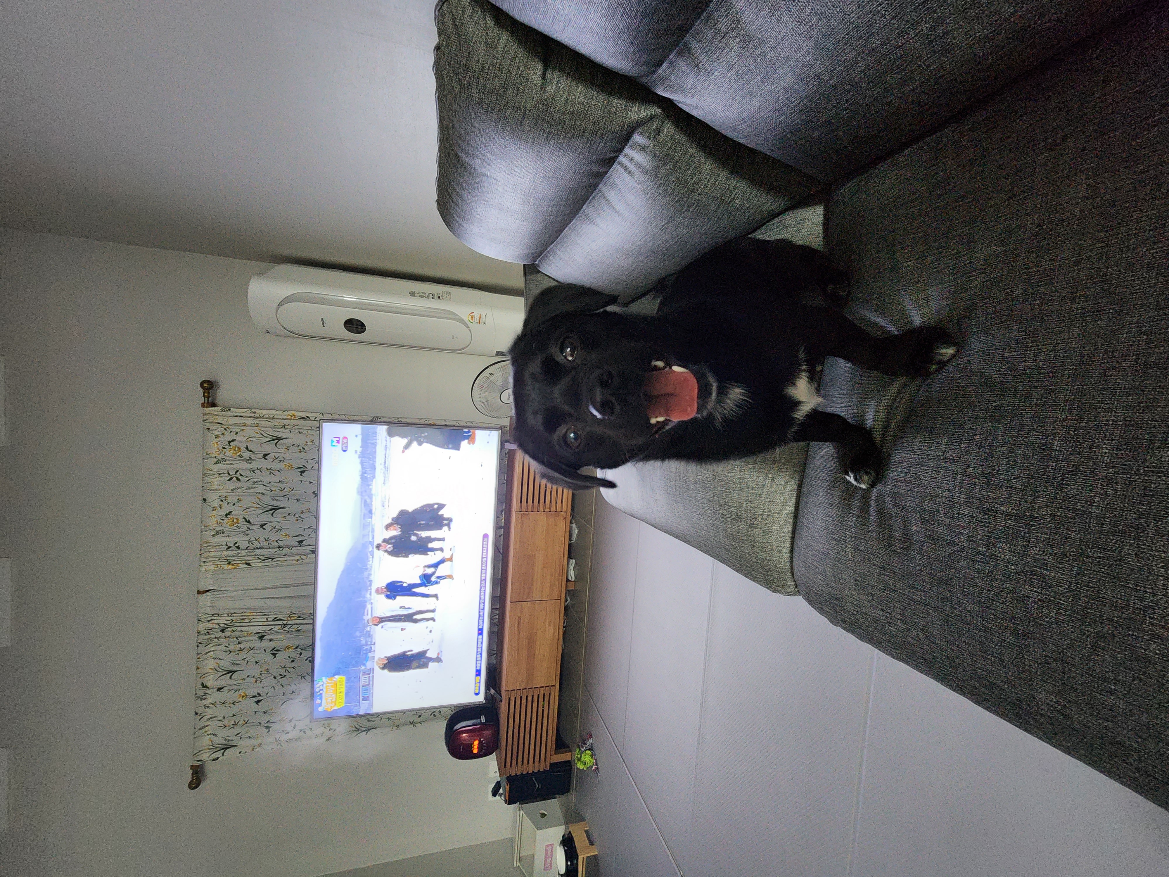 까미(반양이)  10개월 일상