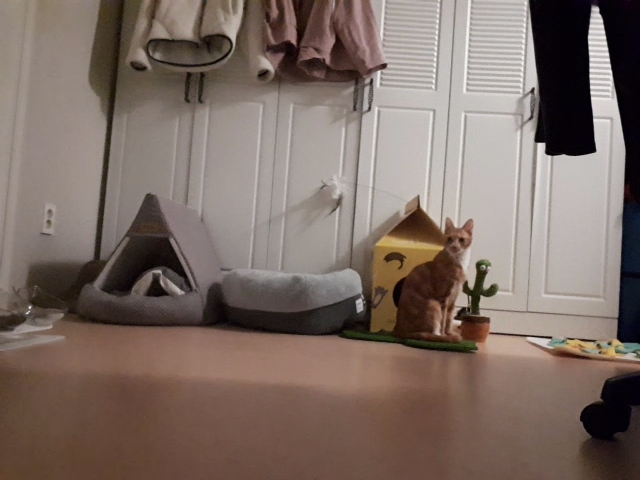 [필구] 임시보호 일주일차 후기