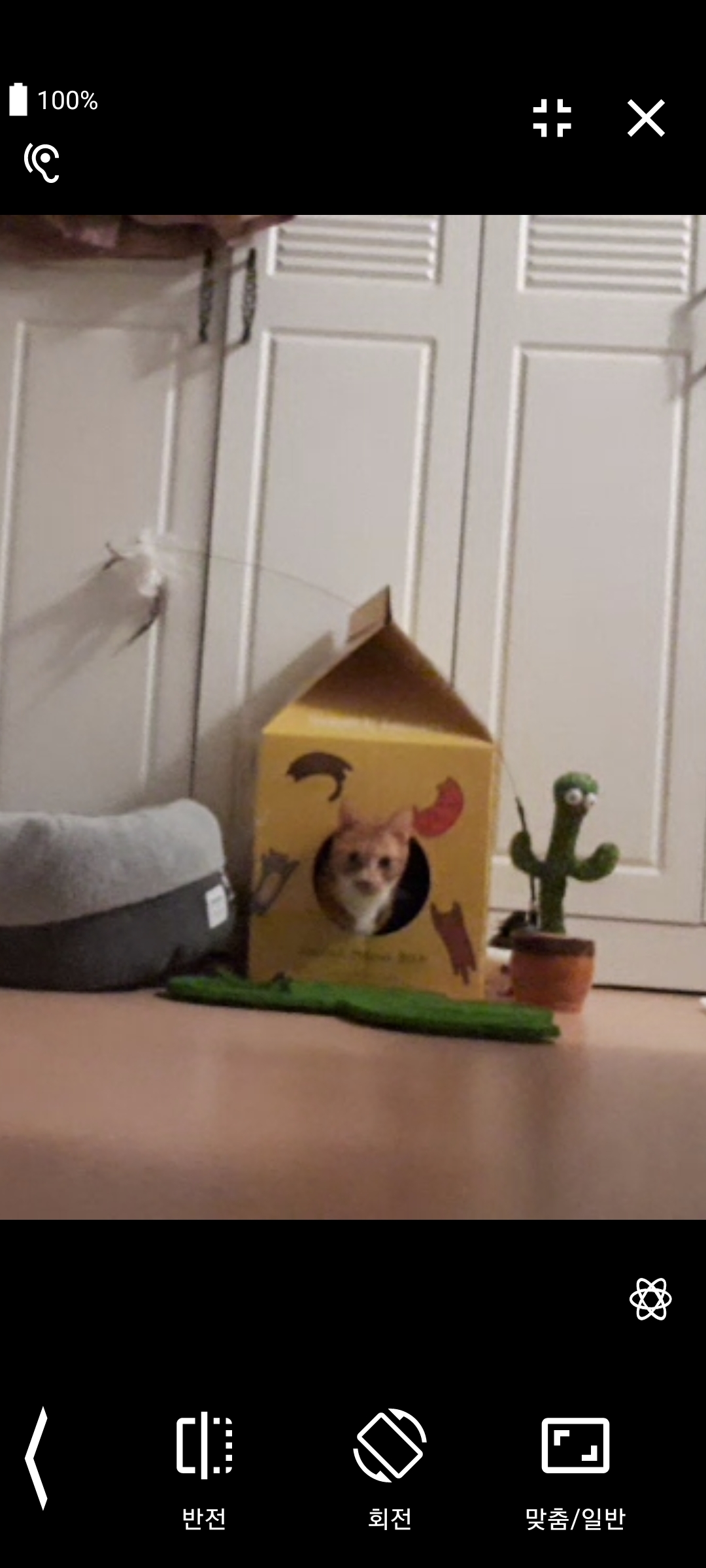 [필구] 임시보호 일주일차 후기