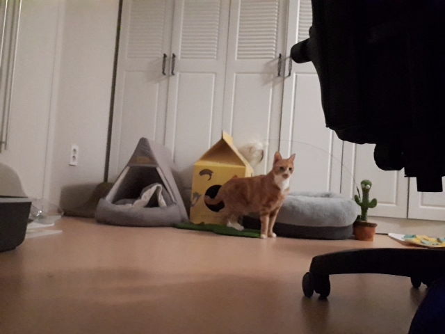 [필구] 임시보호 일주일차 후기