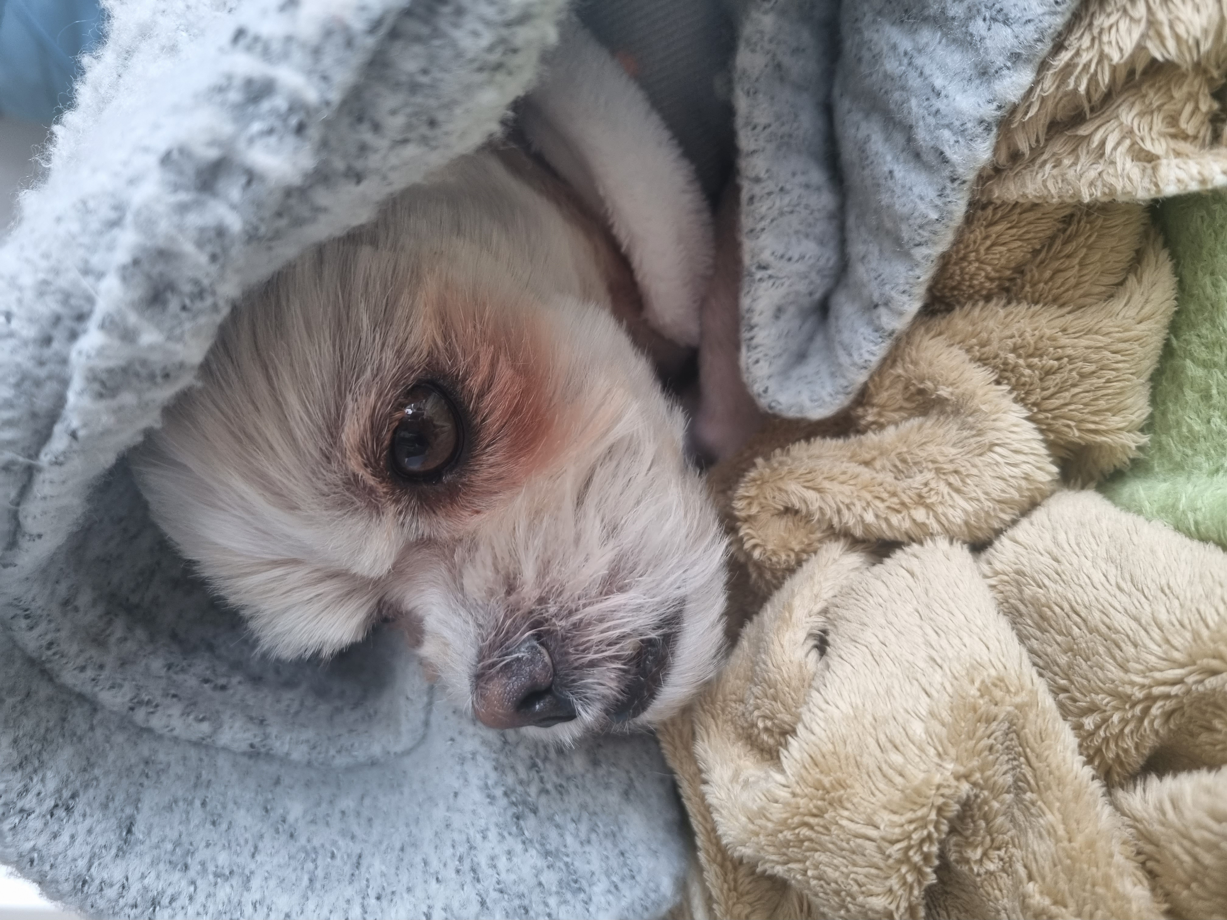 오영(임보)쿠키(곤지암  앙금) 이야기