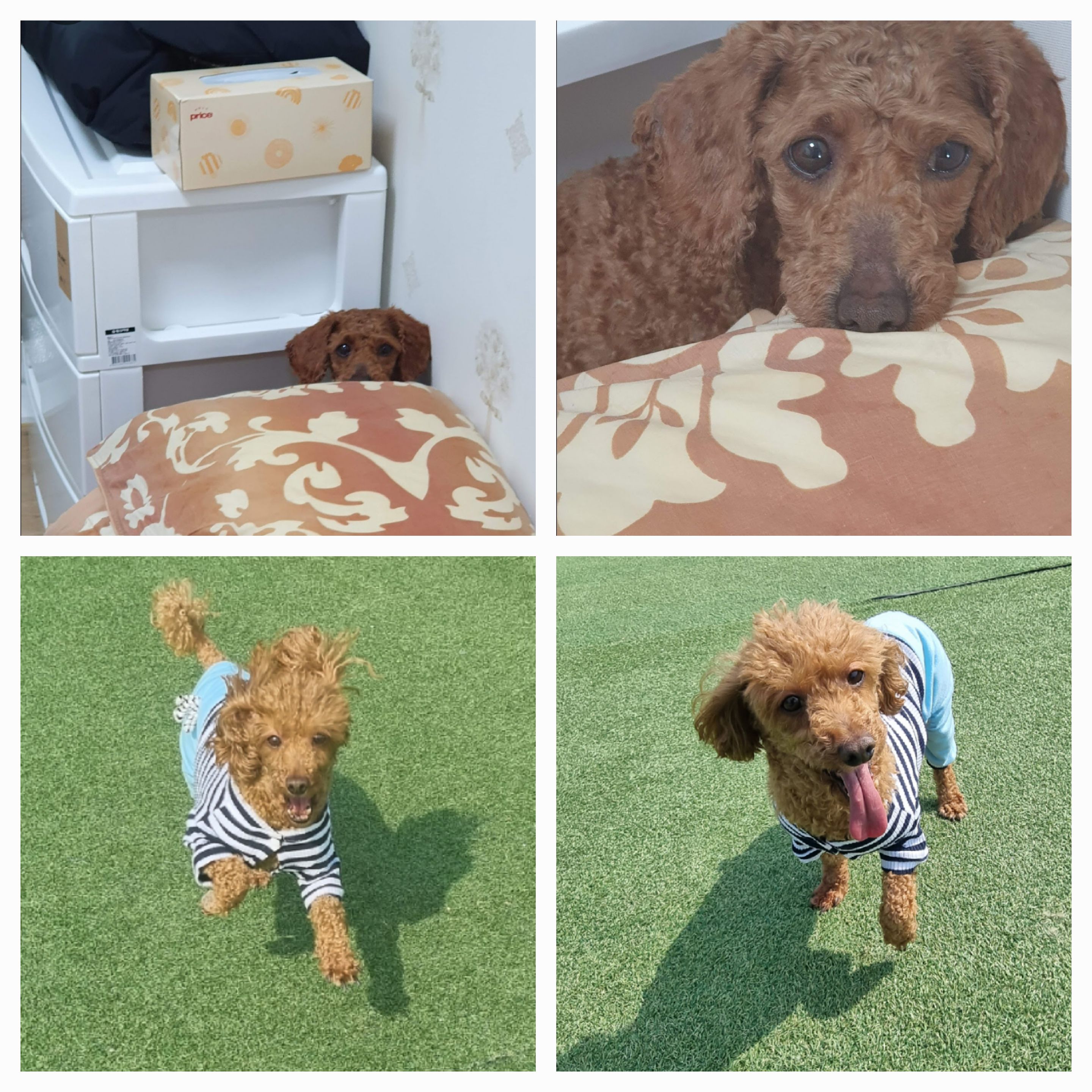 오영(임보)쿠키(곤지암  앙금) 이야기